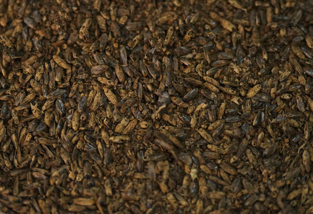 Axayacatl seco, una chinche acuática, se ve en un restaurante especializado en platos prehispánicos en Iztapalapa, cerca de Ciudad de México, el miércoles 14 de septiembre de 2022. En un lago poco profundo en las afueras de la Ciudad de México un puñado de campesinos aún cultiva los huevos de una escurridiza chinche de agua, que cabe en la yema de un dedo, para mantener viva una tradición culinaria que data al menos del Imperio Azteca. (AP Foto/Fernando Llano)