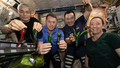 Fotografía proporcionada por la NASA de los astronautas, desde la izquierda, Mark Vande Hei, Shane Kimbrough, Akihiko Hoshide y Megan McArthur, posando con chiles cosechados en la Estación Espacial Internacional el viernes 5 de noviembre de 2021. (NASA vía AP)