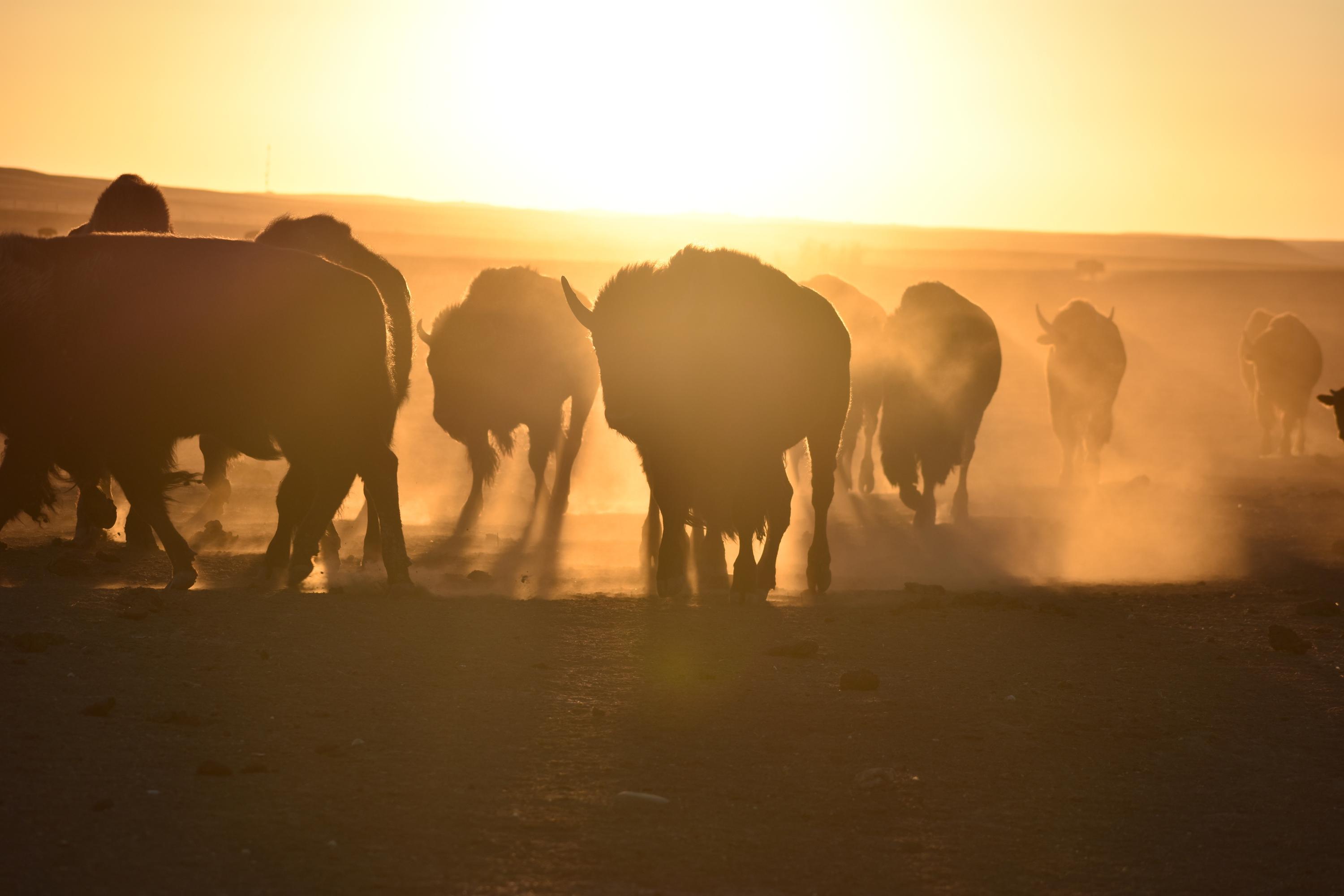 Hundreds of Buffalo Return Home to Indigenous Communities