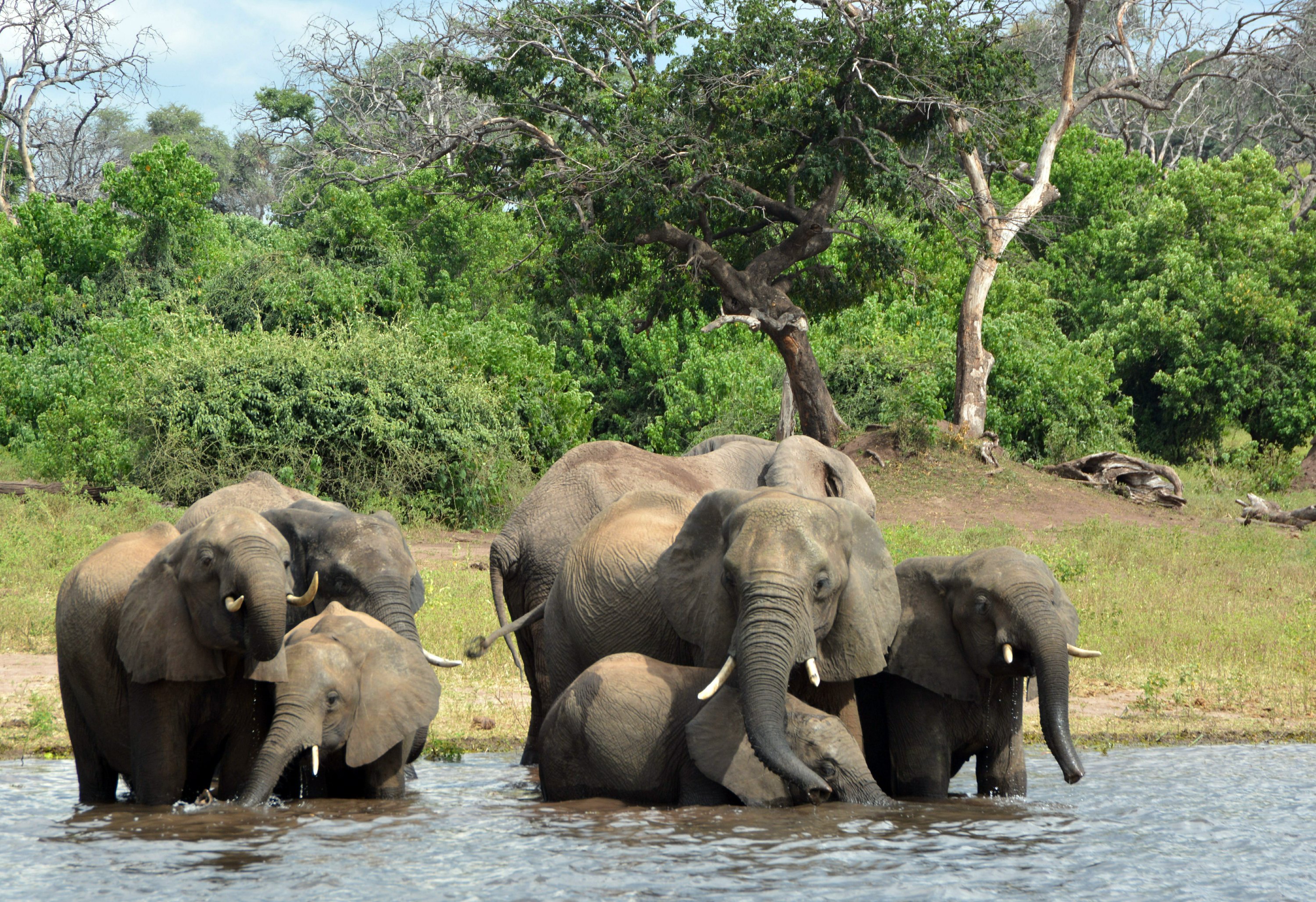 330 elephants in Botswana may have died from toxic algae