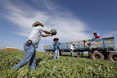 En esta fotografía de archivo del 3 de octubre de 2017, los trabajadores migrantes pasan sandía recién recolectada por una línea para ser cargada en un remolque de productos agrícolas en el campo de sandías de Mandujano Brothers Produce's, en Coyanosa, Texas. Según el Departamento de Trabajo, los extranjeros representan alrededor del 17% de la fuerza laboral y trabajan principalmente en el sector de servicios, recursos naturales, construcción, mantenimiento y transporte. (Jacob Ford/Odessa American, archivo AP)