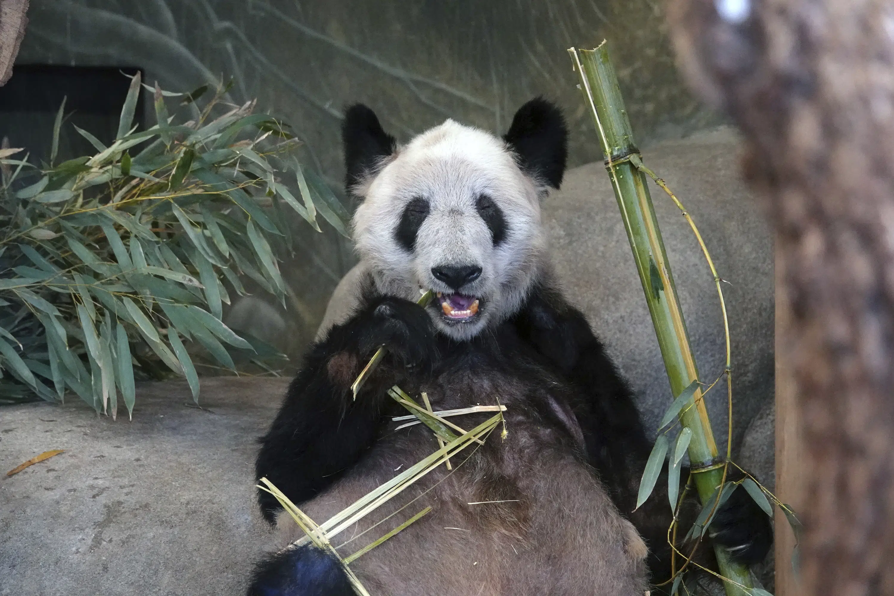 Memphis Zoo Animals