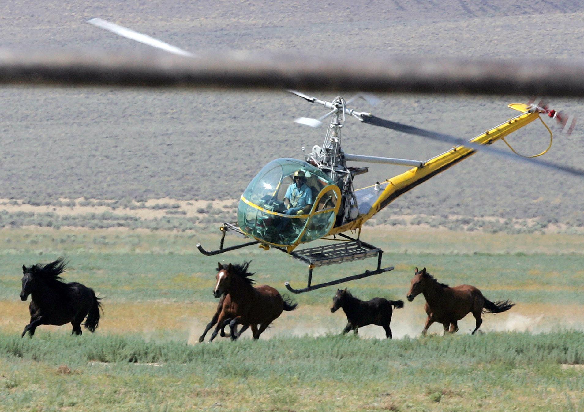 Judge may suspend mustang roundup in Nevada... thumbnail