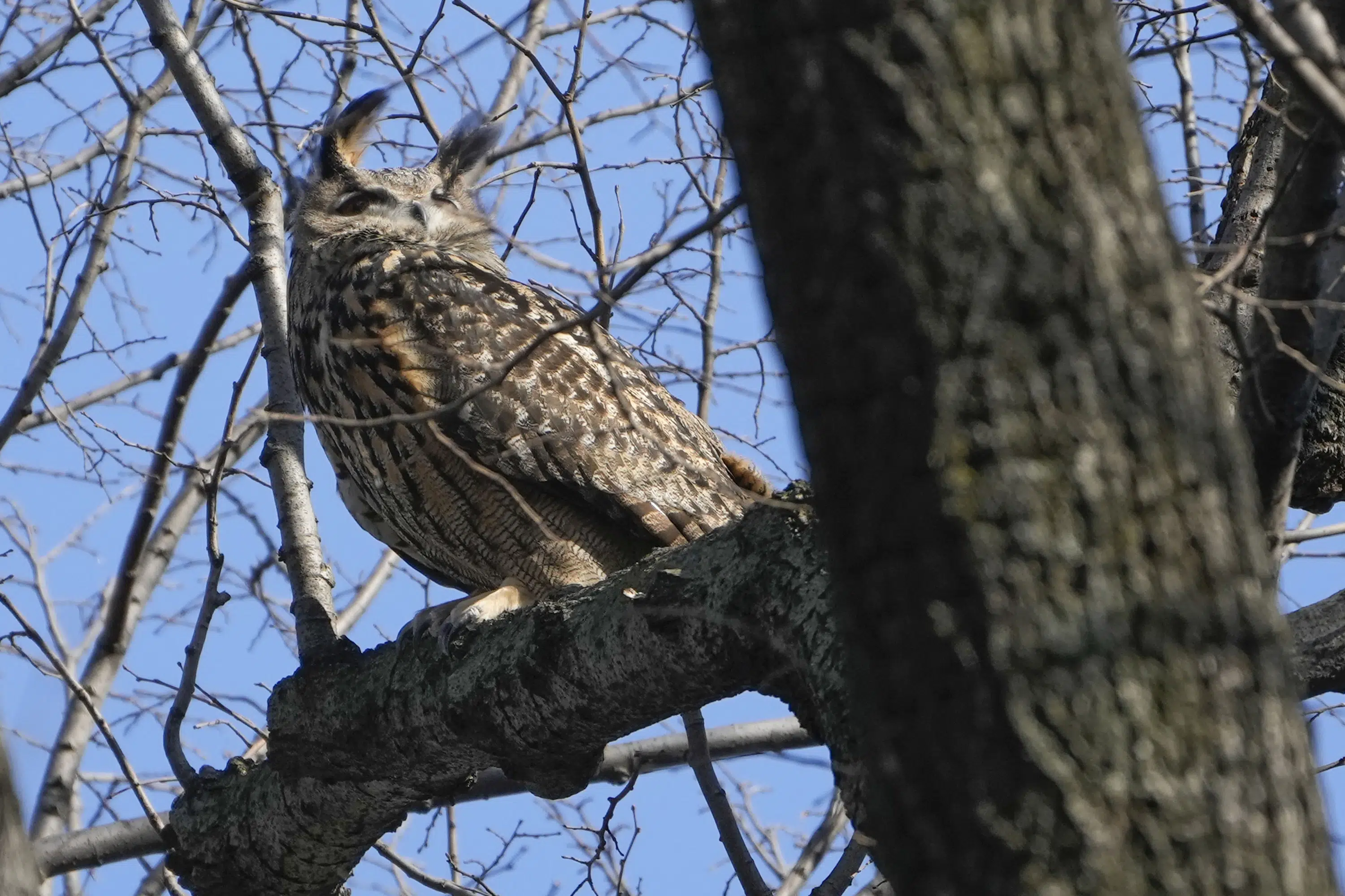 Flaco the escaped zoo owl can remain in the wilds of NYC | AP News Flaco the escaped zoo owl can remain in the wilds of NYC | AP News