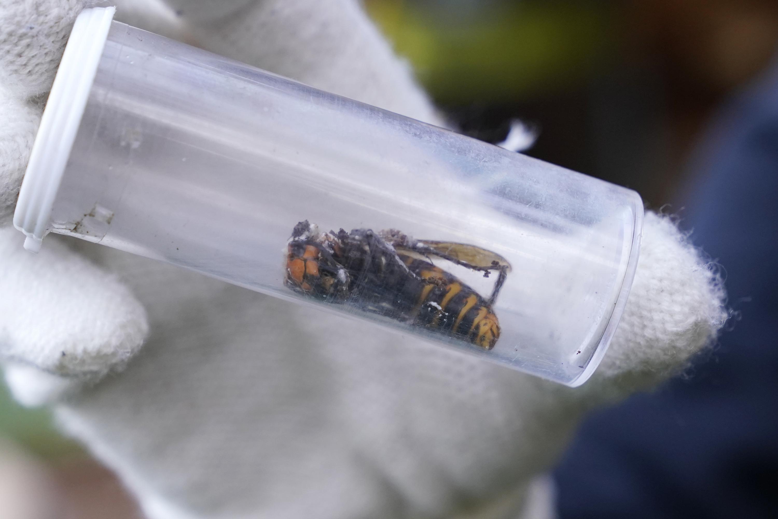 Dead ‘murder hornet’ near Seattle is 1st found in US in 2021