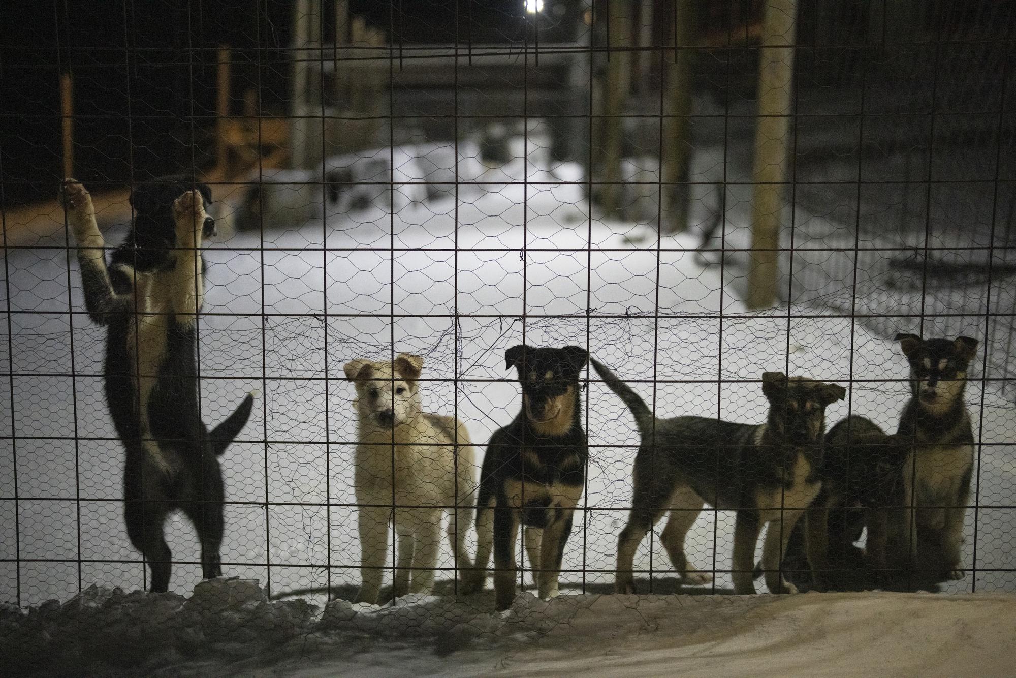 Những chú chó con nhìn ra ngoài chuồng của chúng ở Bolterdalen, Na Uy, Thứ Ba, ngày 10 tháng 1 năm 2023. (Ảnh AP / Daniel Cole)