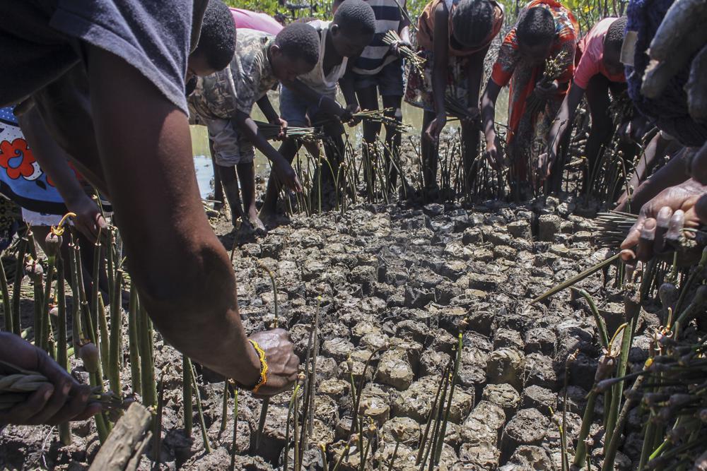 senegal-mangroves