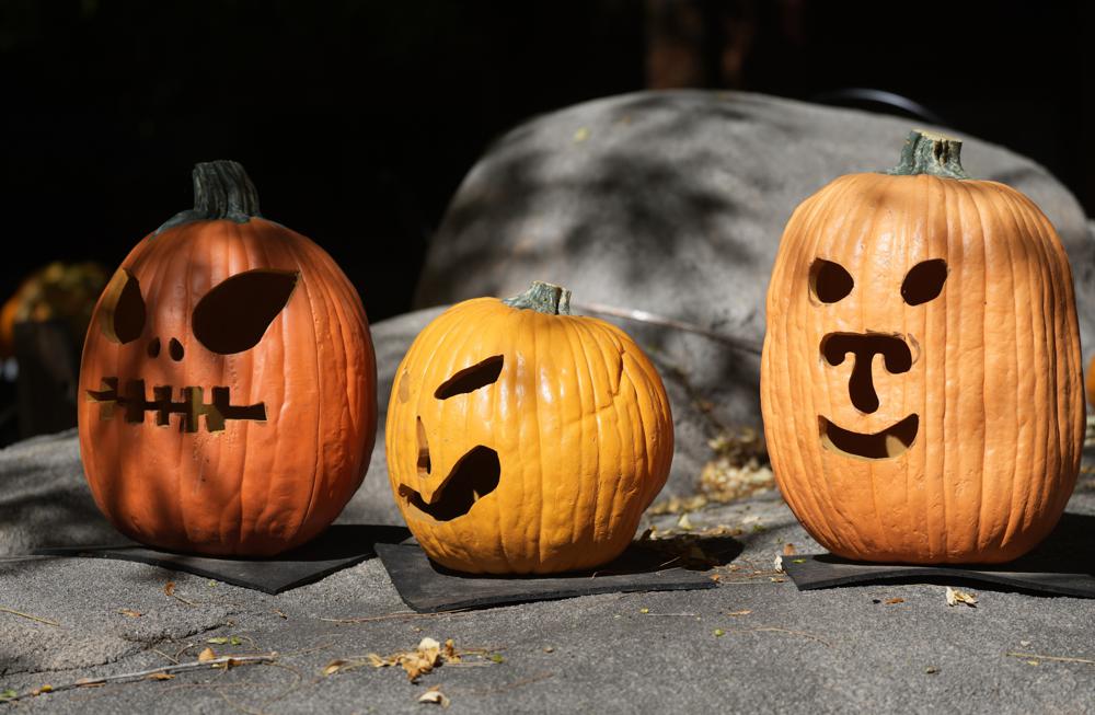 Hold off before throwing that porch pumpkin into the trash along with Halloween candy wrappers. Hold off before throwing that porch pumpkin into the trash along with Halloween candy wrappers.