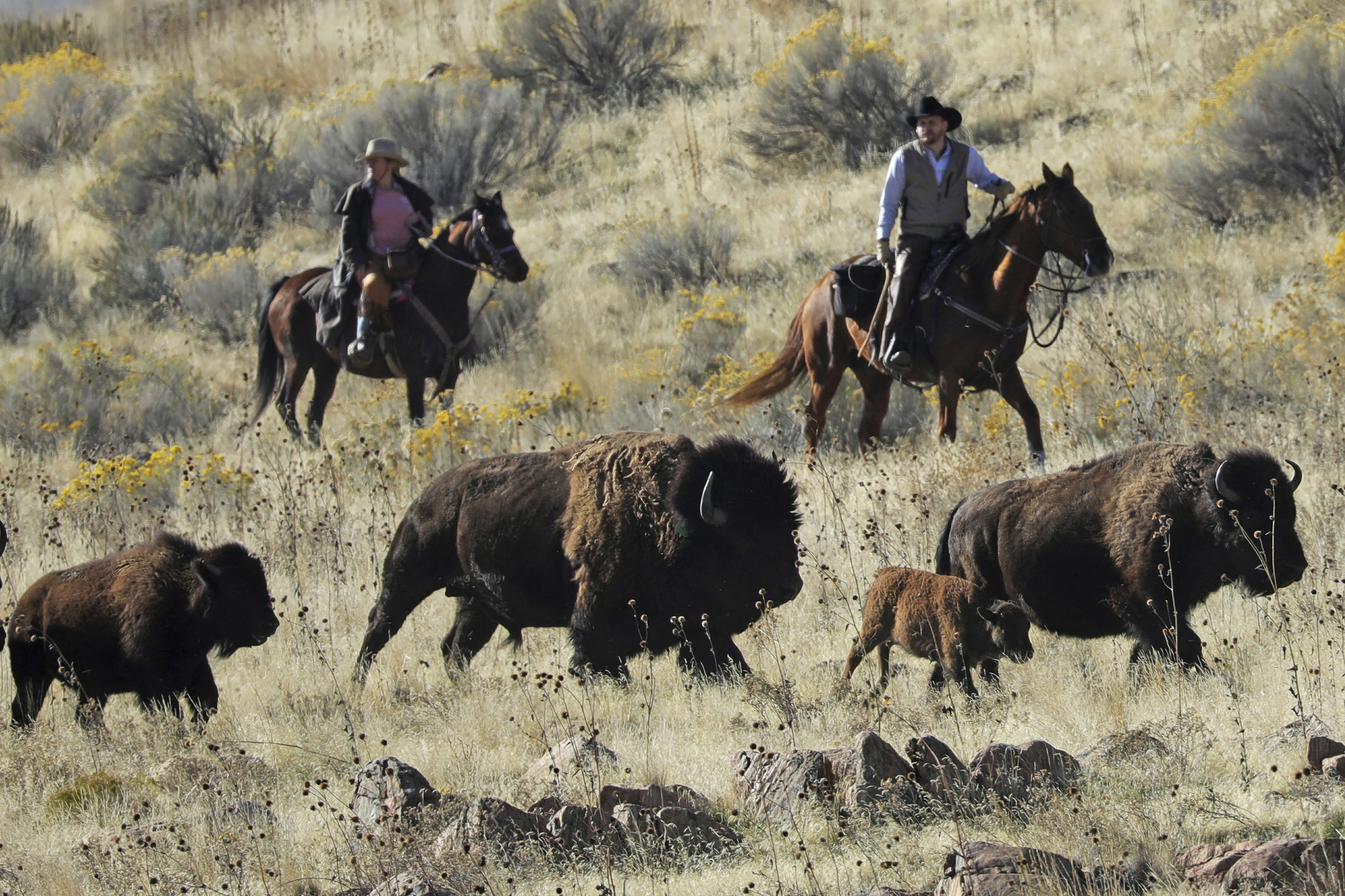 Time Ticks Away At Wild Bison Genetic Diversity