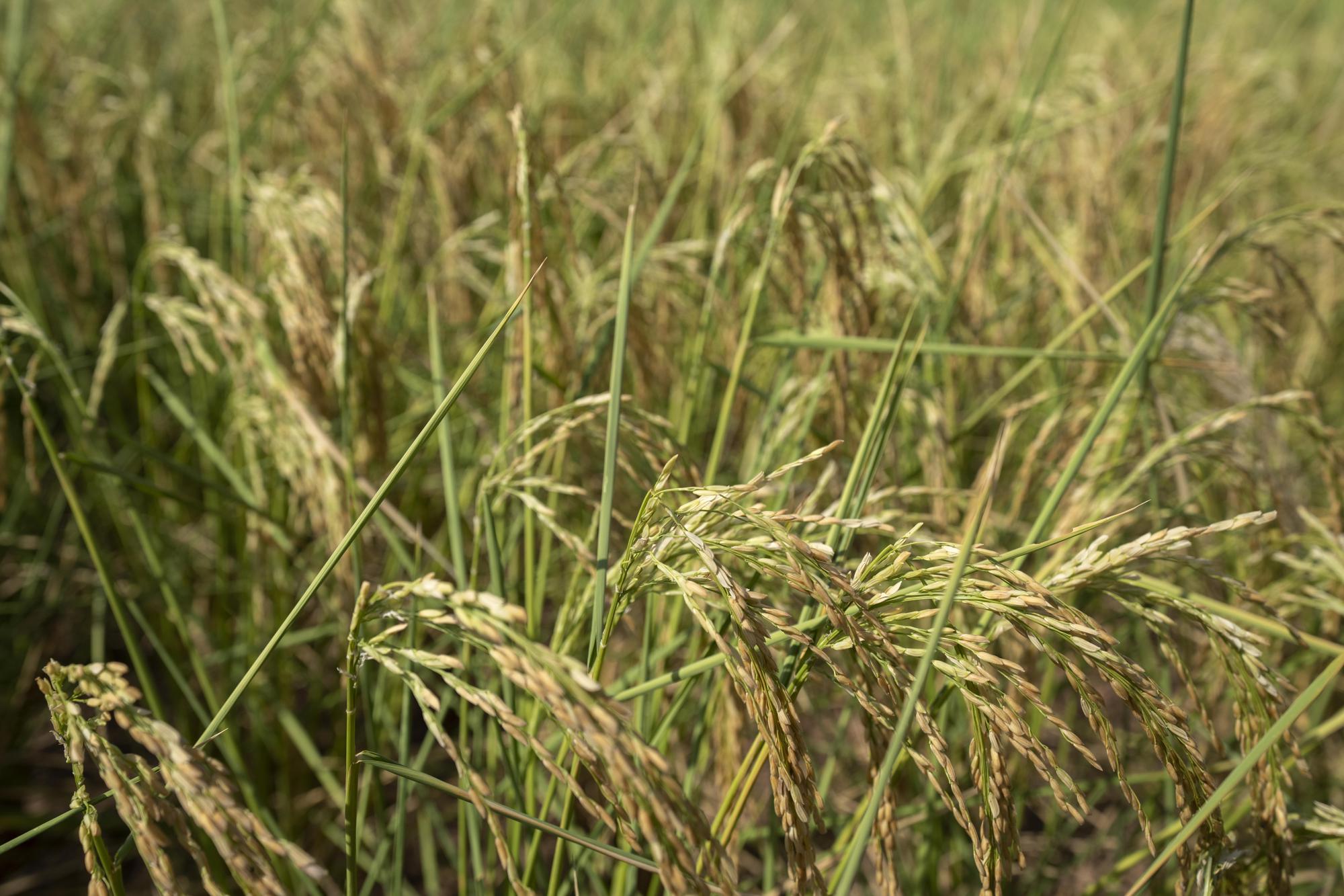 FILE - Rice plants that are turning yellow in color blow in the breeze in a farm field in Mu'er town on the outskirts of Chonqing, China, Sunday, Aug. 21, 2022. The very landscape of Chongqing, a megacity that also takes in surrounding farmland and steep and picturesque mountains, has been transformed by an unusually long and intense heat wave and an accompanying drought. (AP Photo/Mark Schiefelbein, File)