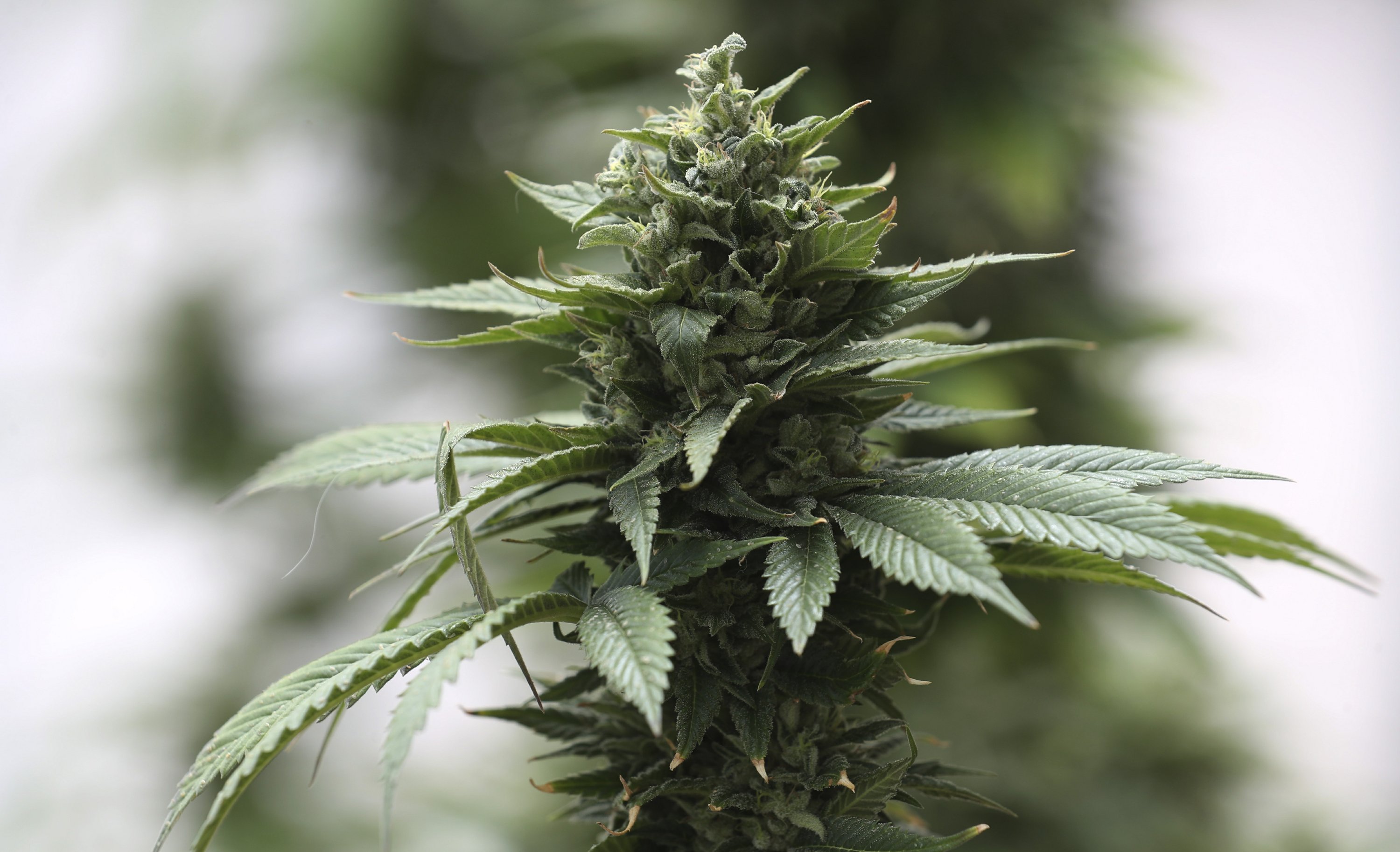 patients-rally-in-ecuador-for-legal-use-of-medical-cannabis-ap-news
