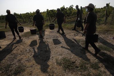 Foto tomada el 16 de septiembre del 2020 de trabajadores del campo cerca de  Casale del Giglio, Italia (Foto AP/Alessandra Tarantino)