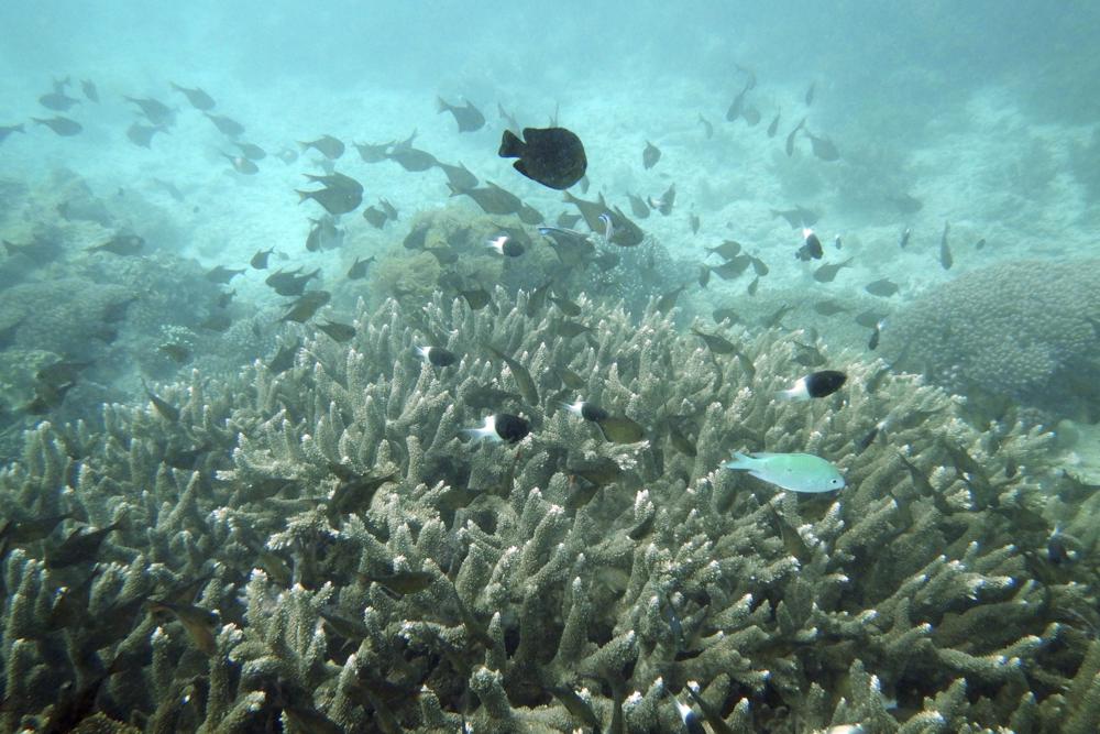 Peces nadando junto a unos arrecifes de corales blanqueados en el Parque Marino de Kisite Mpunguti (Kenia) el 11 de junio del 2022. La pérdida de arrecifes es uno de cuatro puntos de inflexión irreversibles a los que se acerca la Tierra por el calentamiento global. (AP Photo/Brian Inganga, File)