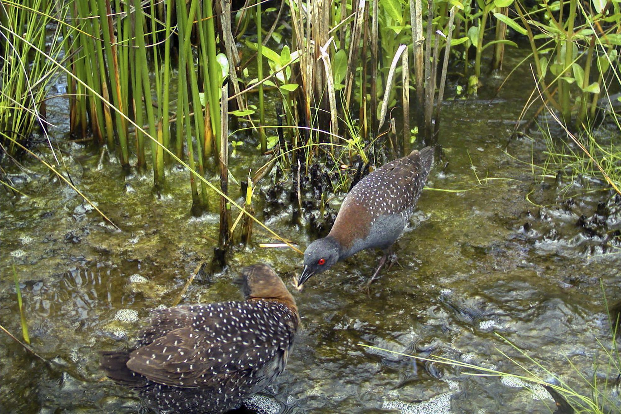 elusive-eastern-black-rail-threatened-by-rising-sea-levels