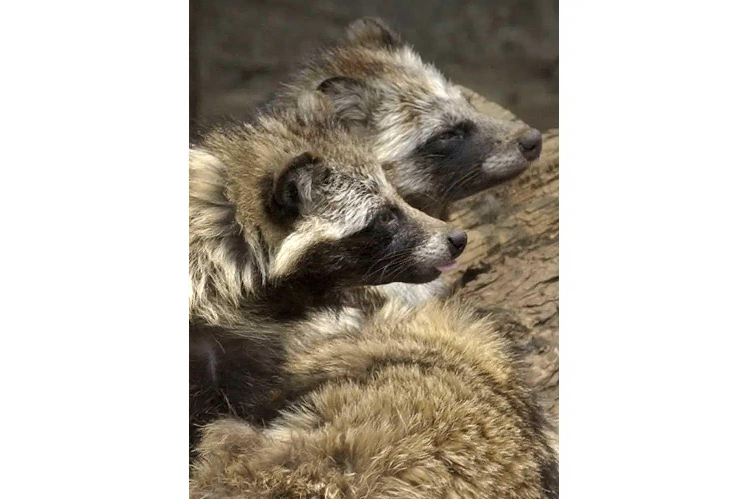 are raccoon dogs pets