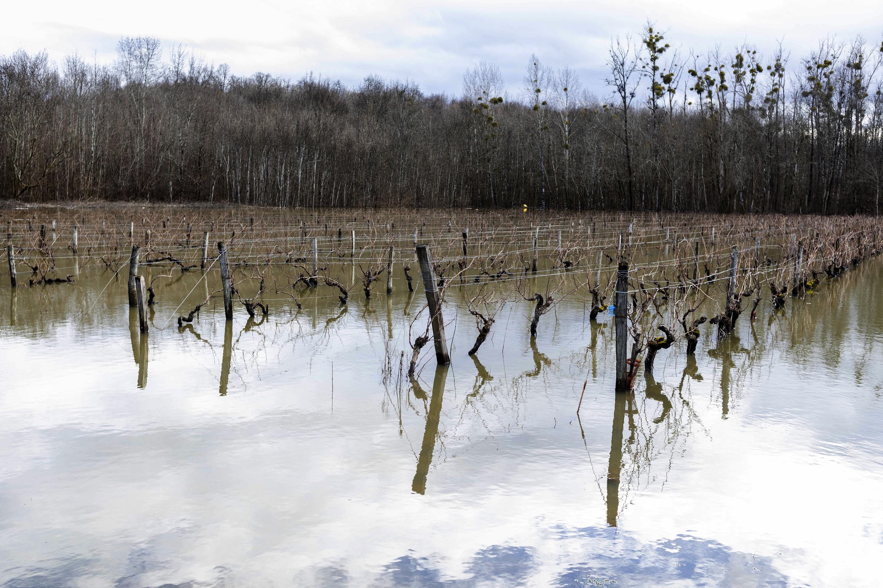 Human-caused climate change increased the likelihood of early growing  period frost in France – World Weather Attribution