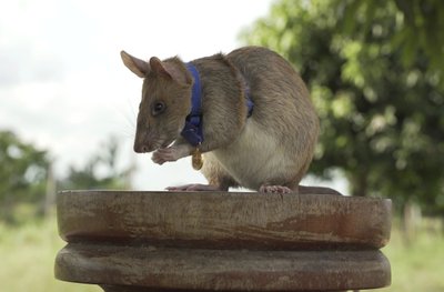 giant rat stuffed animal