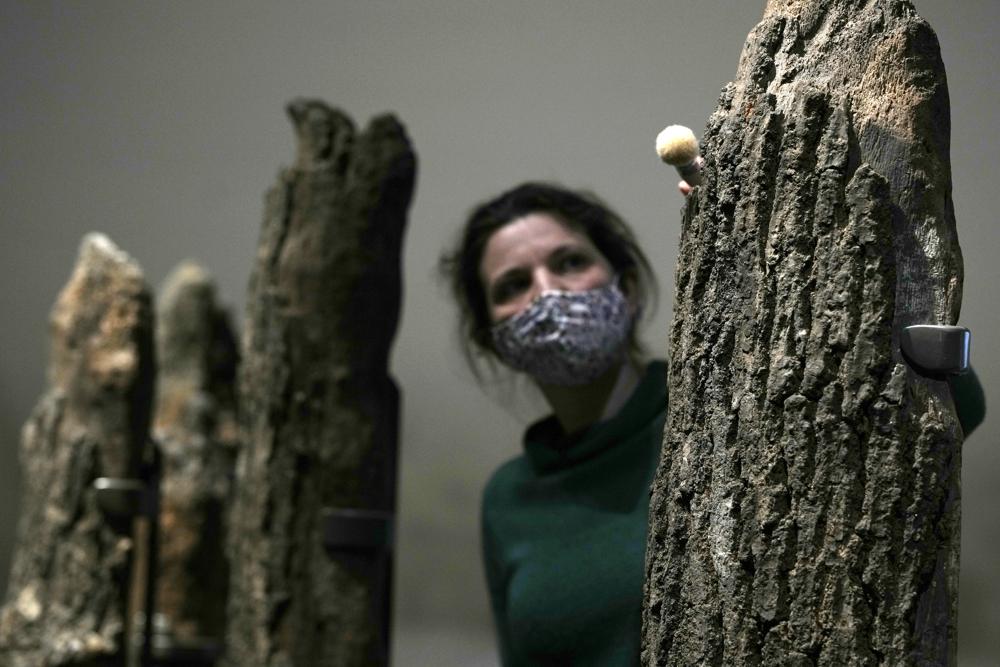 Una miembro del personal limpia el polvo de troncos de la Edad del Bronce de 4.000 años del círculo conocido como Seahenge, de Norfolk, Inglaterra, en la exposición "The World of Stonehenge" en el Museo Británico de Londres, el lunes 14 de febrero de 2022. (Foto AP/Alastair Grant)