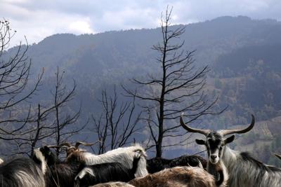 Cabras en un área calcinada cerca de la aldea Krioneritis en la isla Evia, a unos 181 kilómetros (113 millas) al norte dee Atenas, Gracia, el jueves 12 de agosto de 2021. (AP Foto/Petros Karadjias)