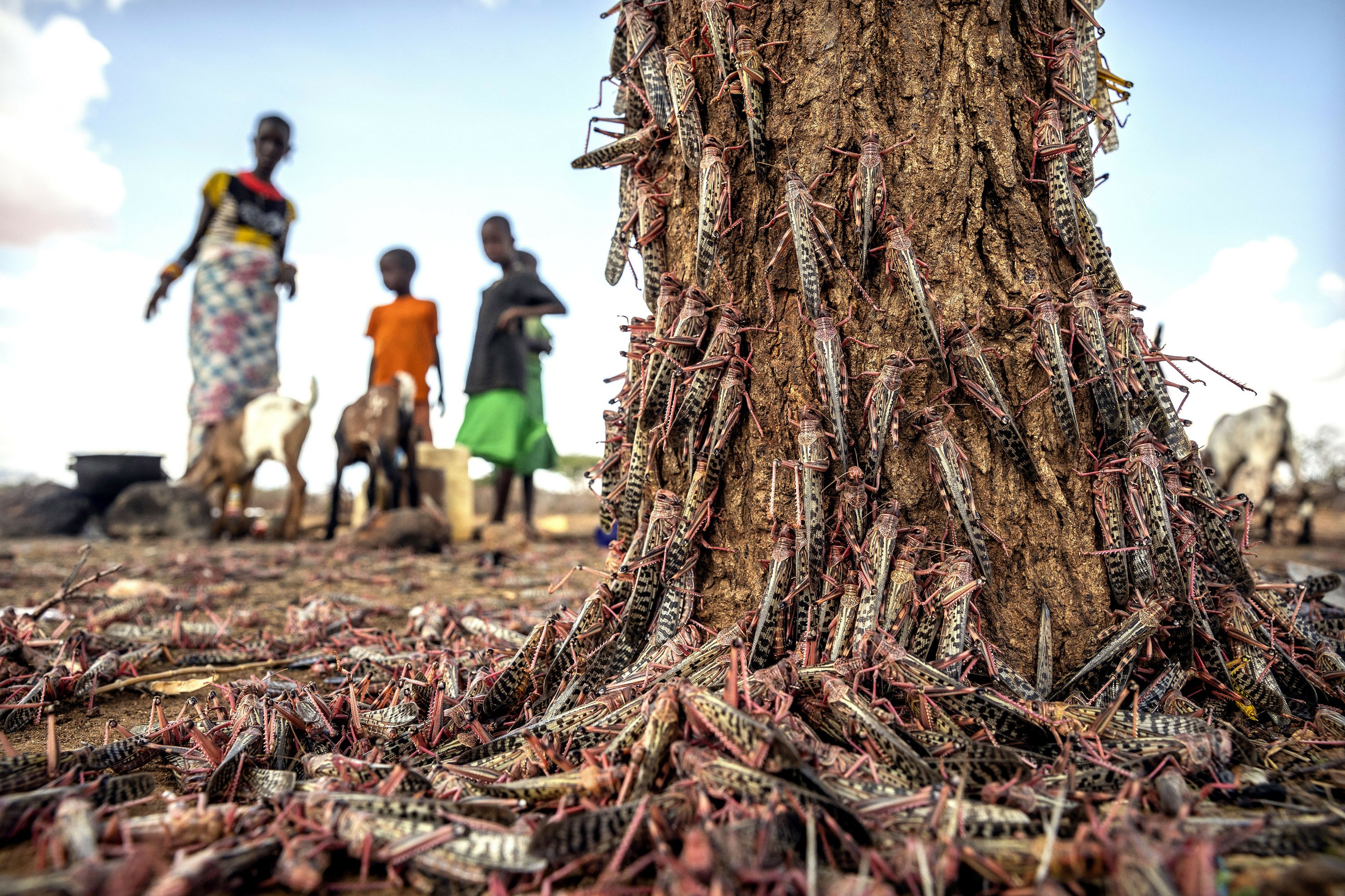 New, larger wave of locusts threatens millions in Africa AP News