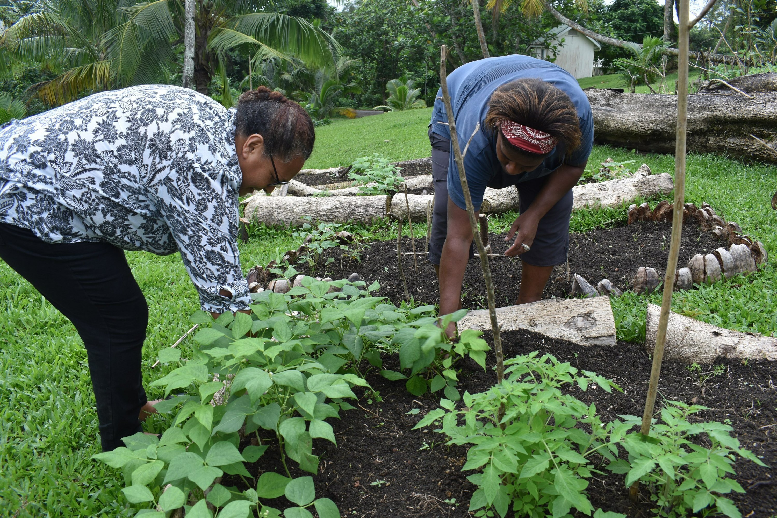 Amid a pandemic, the Pacific islands are working to make up for the lack of food