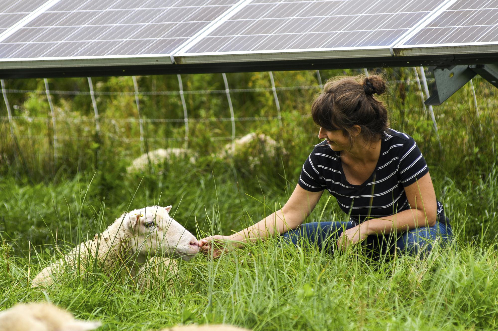 Cornell University researcher Niko Kochendoerfer pets a sheep grazing at a solar farm at Cornell University in Ithaca, N.Y., Friday, Sept. 24, 2021. Kochendoerfer says initial data from her three-year study shows light grazing produces abundant bees and wildflowers, while keeping plants from shading panels. Some rare bee species are turning up. (AP Photo/Heather Ainsworth)