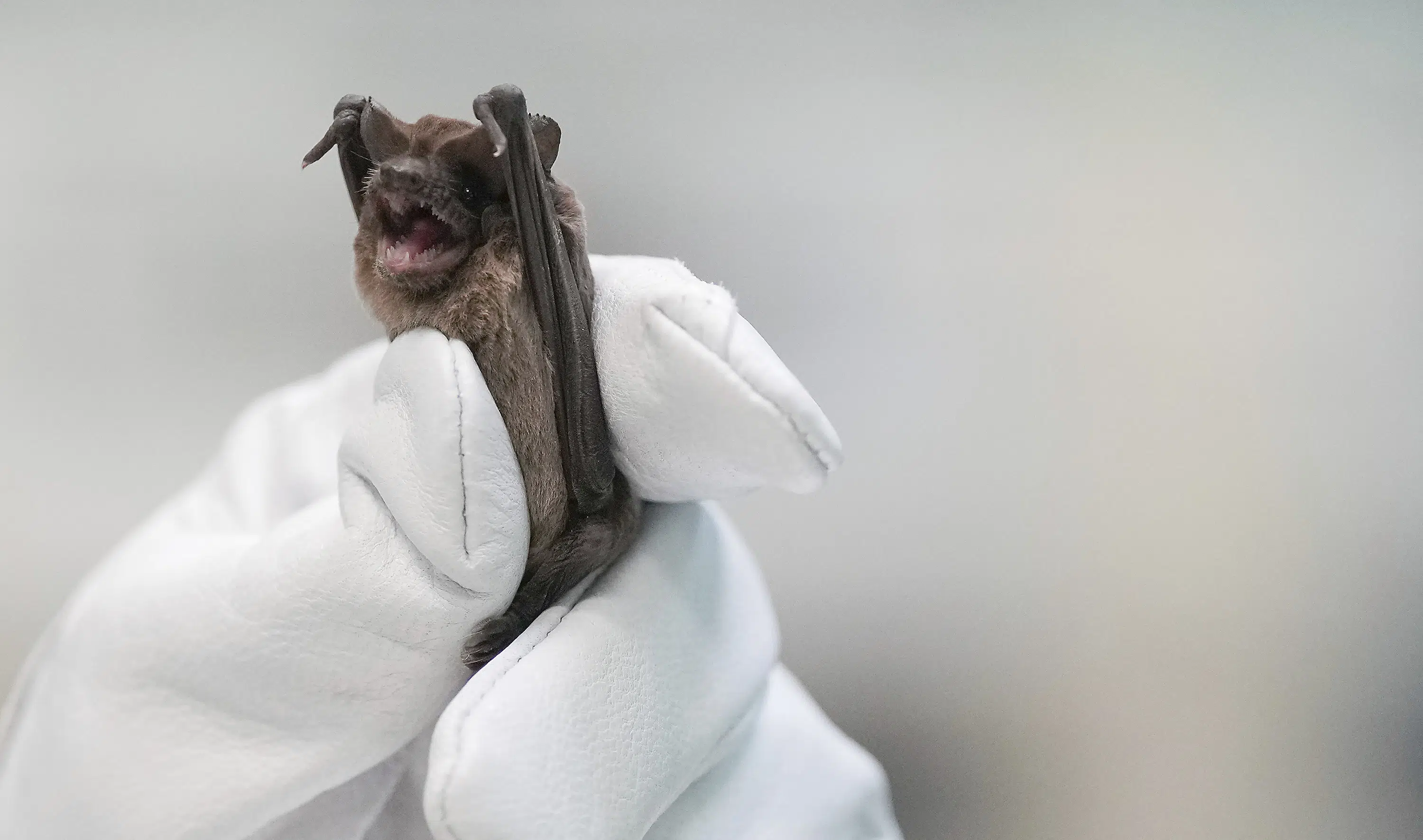 Bats plunge to ground in cold; saved by incubators, fluids