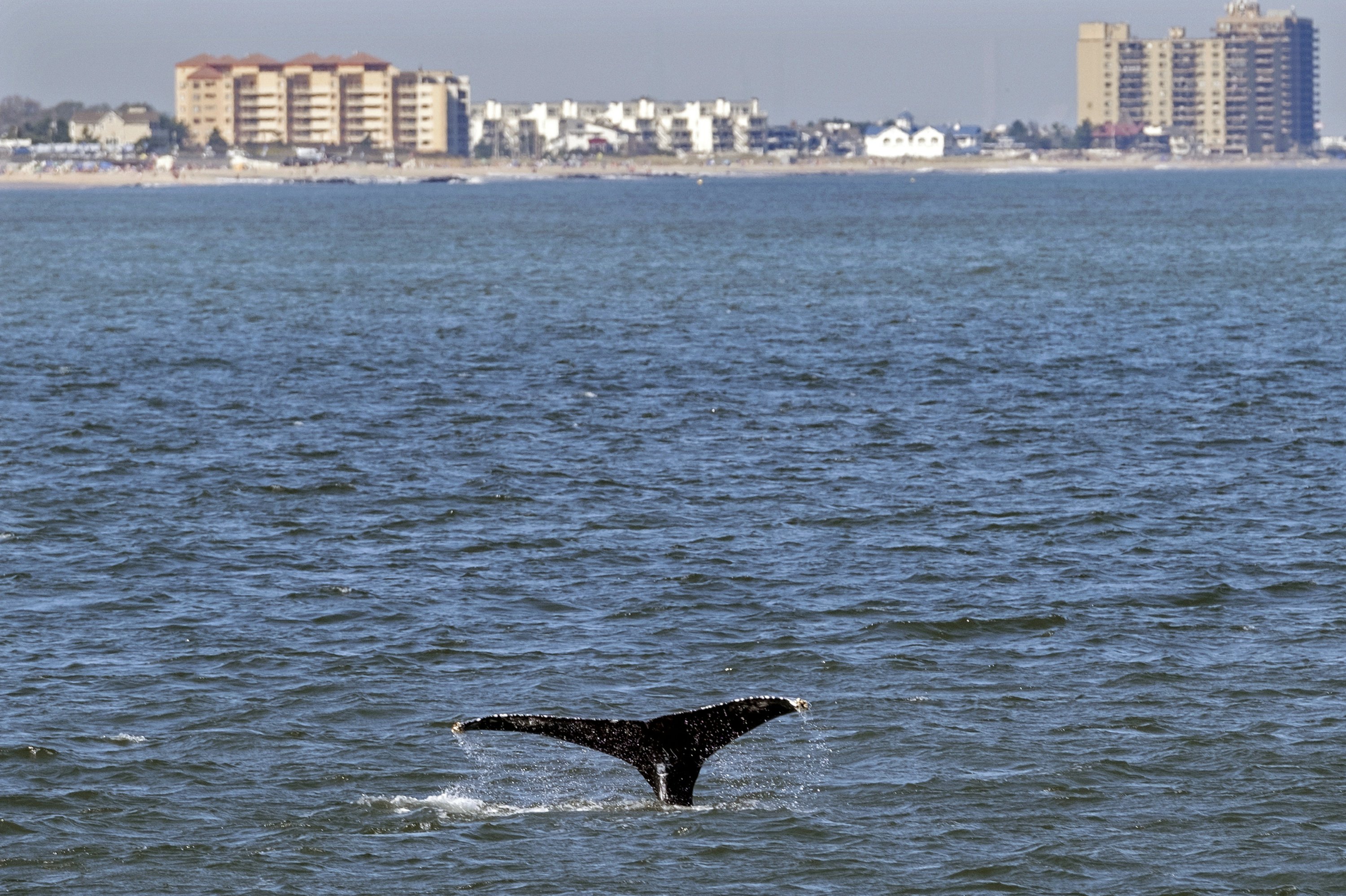 young-whales-looking-to-dine-flock-to-waters-off-nyc