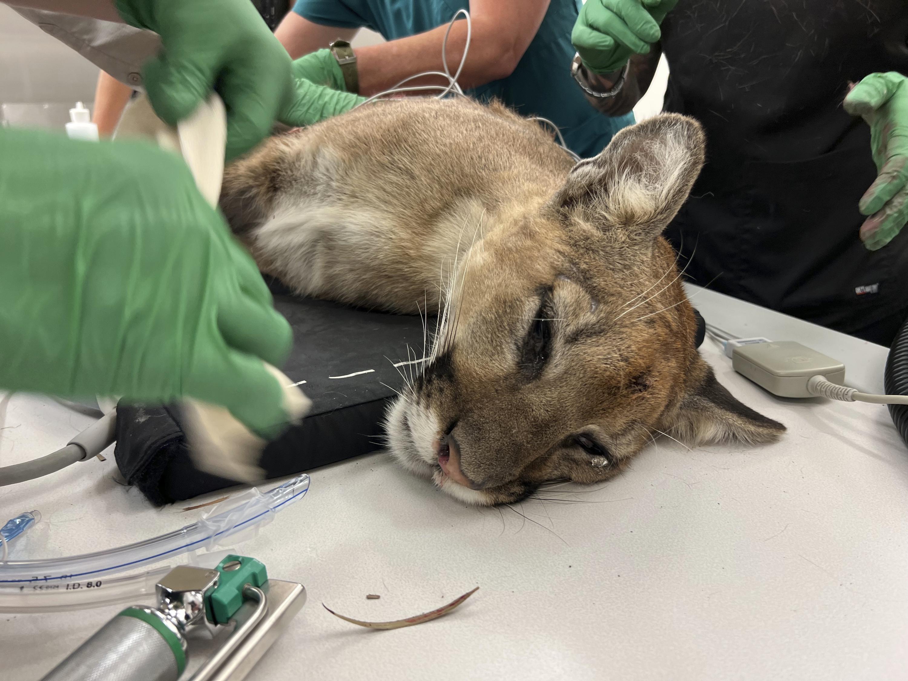 Young mountain lion shot by police dies in surgery | AP News