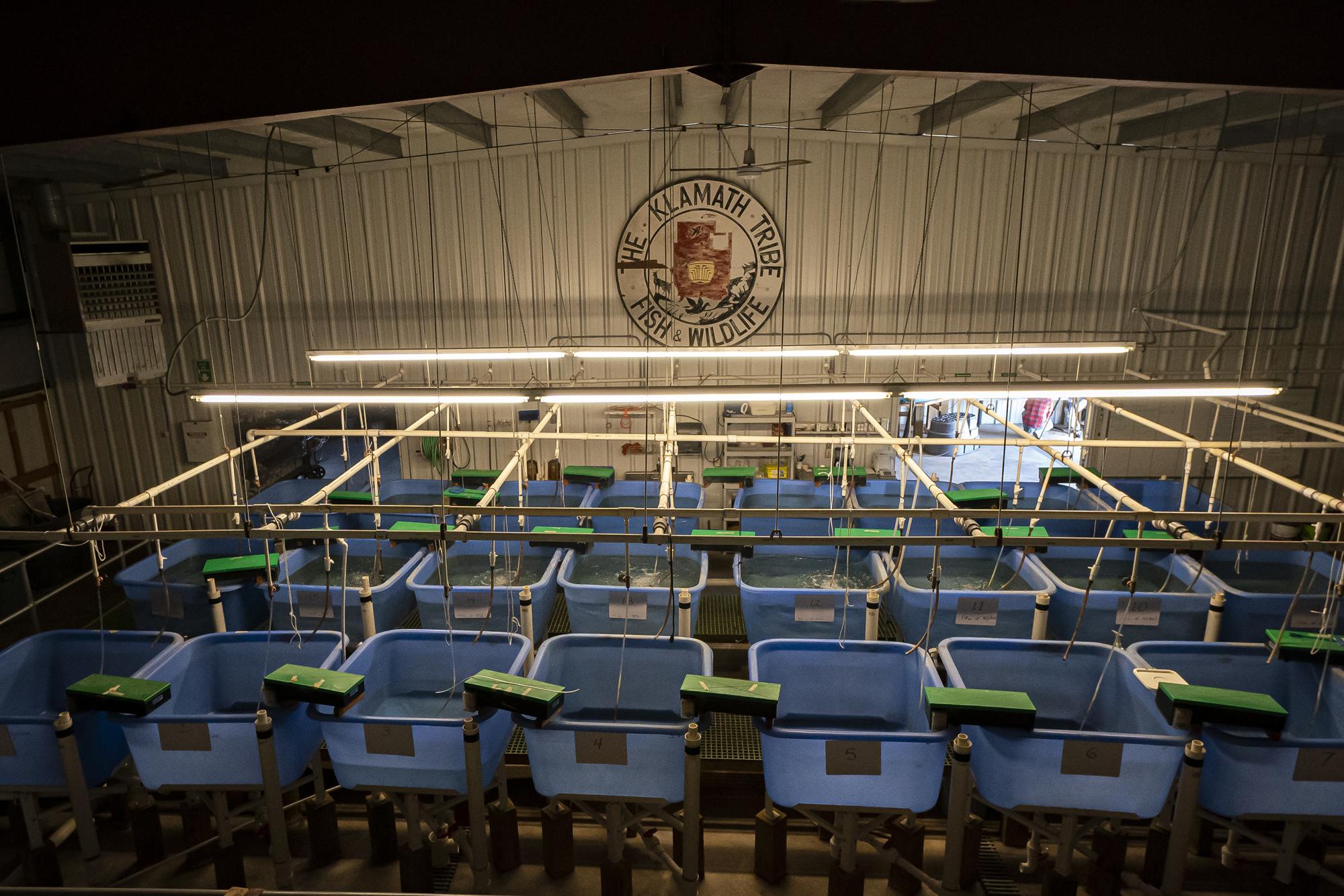 The Klamath Tribes Fish and Wildlife facility, where the health of native suckerfish is tracked, is seen here on Thursday, June 10, 2021, in Chiloquin, Ore. Toxic algae blooms in the Upper Klamath Lake threatens the habitat for the endangered species. (AP Photo/Nathan Howard)