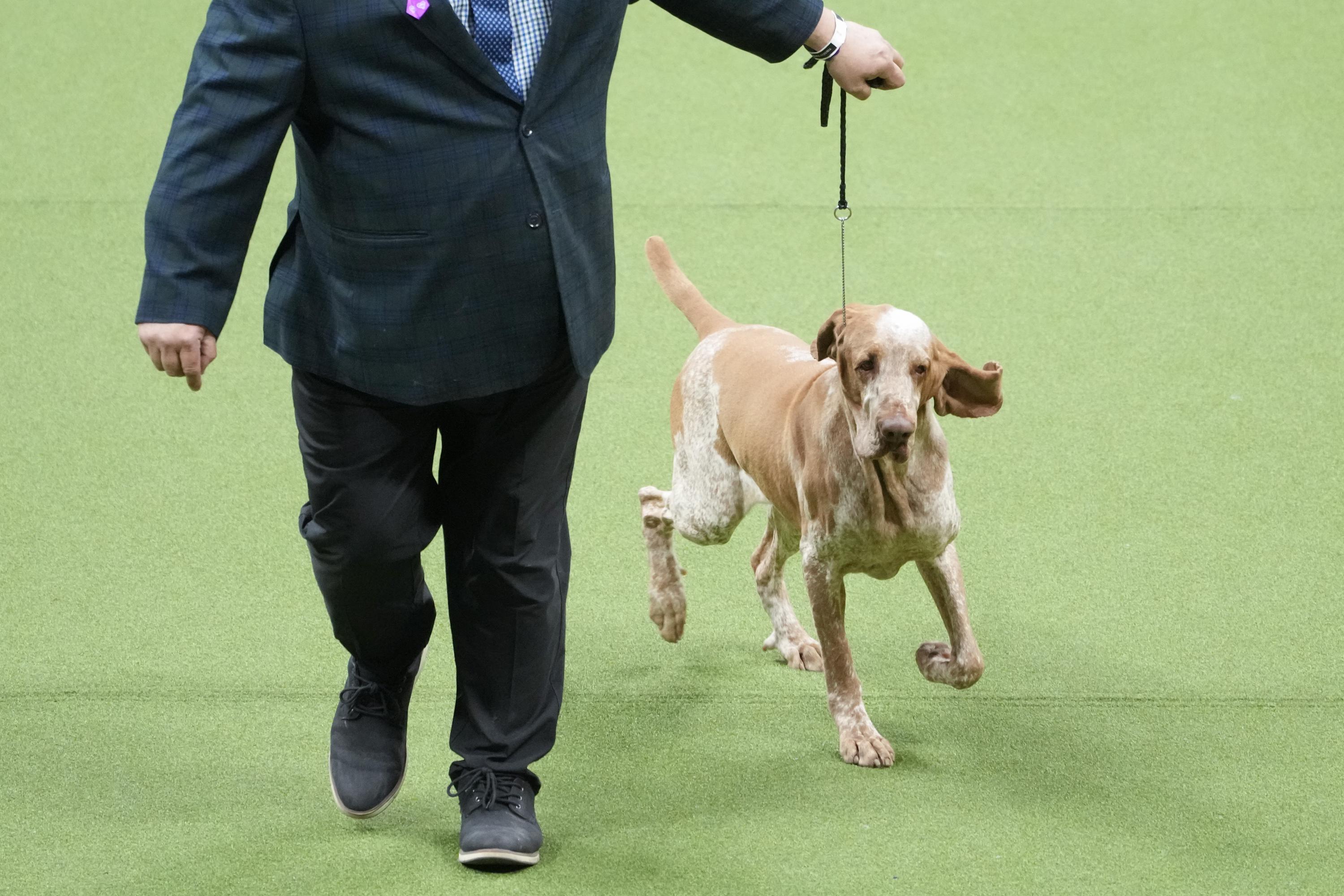 Dog co owned by country s Tim McGraw wins new breed at show AP News