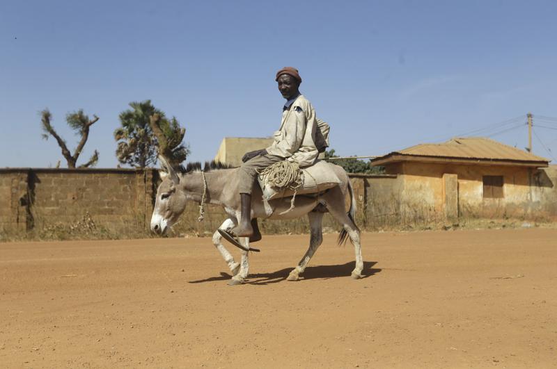 FILE- A man on a donkey moves past Government Science Secondary School where school children were kidnapped in Kankara, Nigeria, Wednesday, Dec. 16, 2020. Nigerian officials on Thursday, Sept. 8, 2022 say they have seized thousands of donkey penises that were about to be exported to Hong Kong. Sacks of the donkey male genitals were seized at the international airport in Lagos, Nigeria’s largest city. (AP Photo/Sunday Alamba, File)