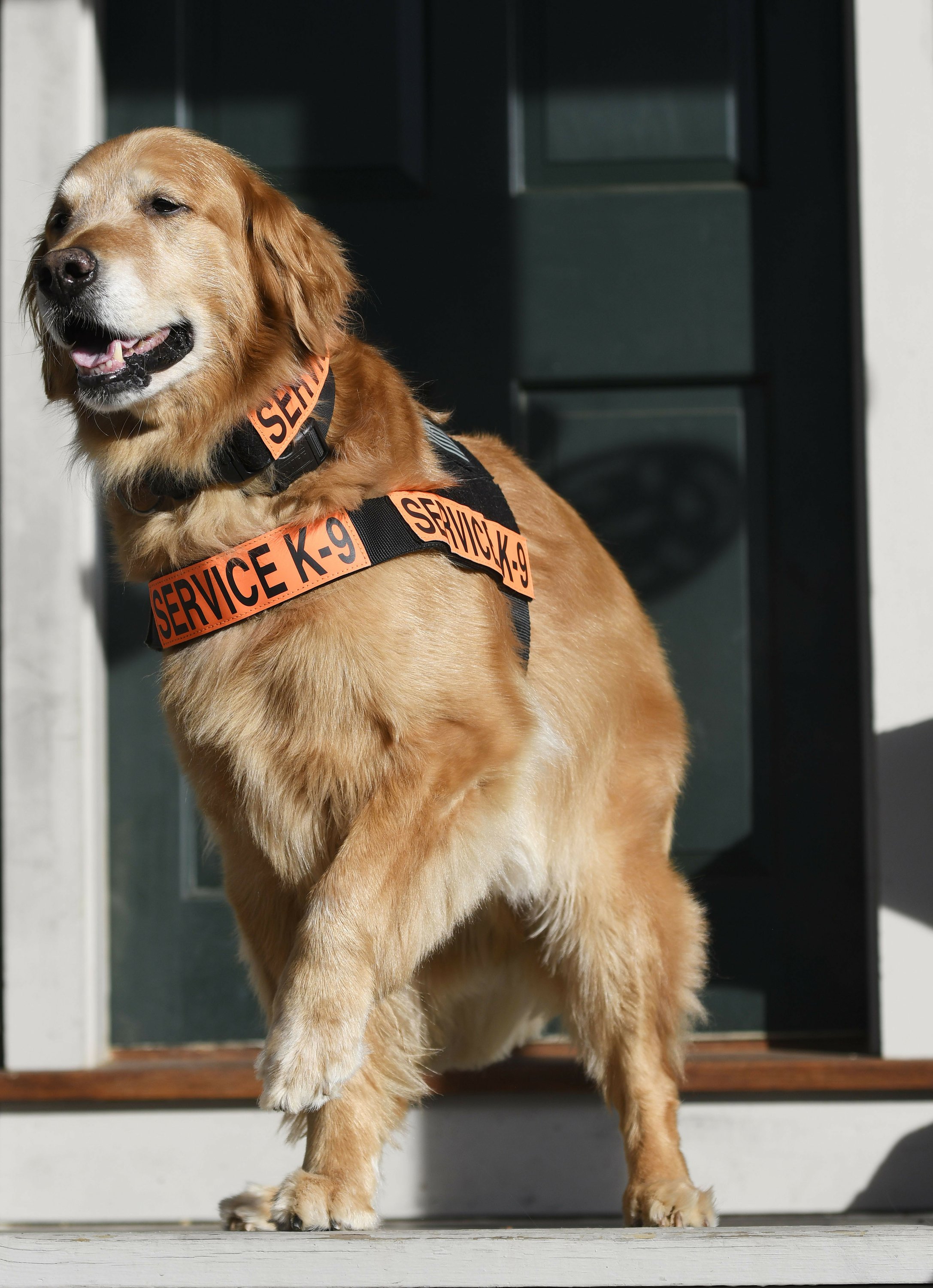 are golden retrievers good service dogs