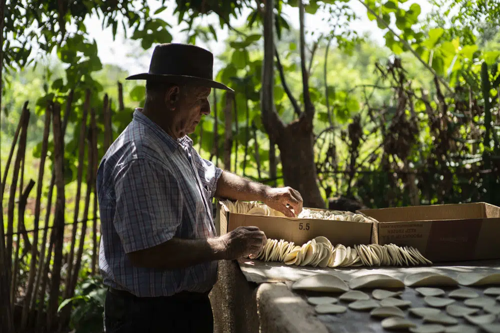 El productor de casabe Julio César Núnez coloca el casabe recién cocinado en Quivicán, Cuba, el lunes 28 de mayo de 2023. Núnez, de 80 años, y una generación más joven de su familia en esta población al sur de La Habana, mantienen la tradición de cosechar y prepara el casabe de forma ancestral, pero ya no solo para su propio consumo. Ahora también lo venden a pequeños negocios y restaurantes en la capital. (AP Foto/Ramón Espinosa)