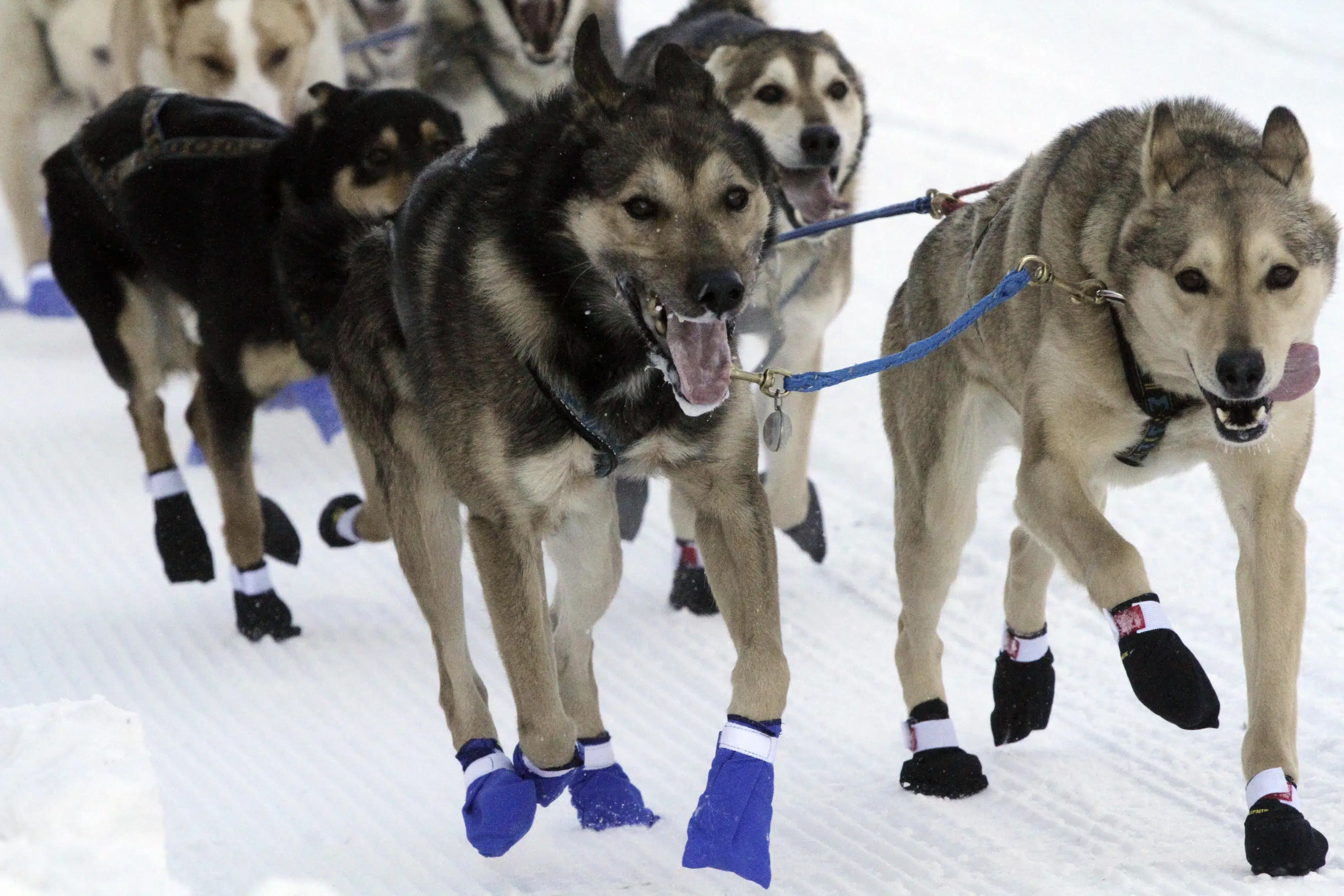 Das zermürbende Alaskan Iditarod beginnt mit einem zeremoniellen Start