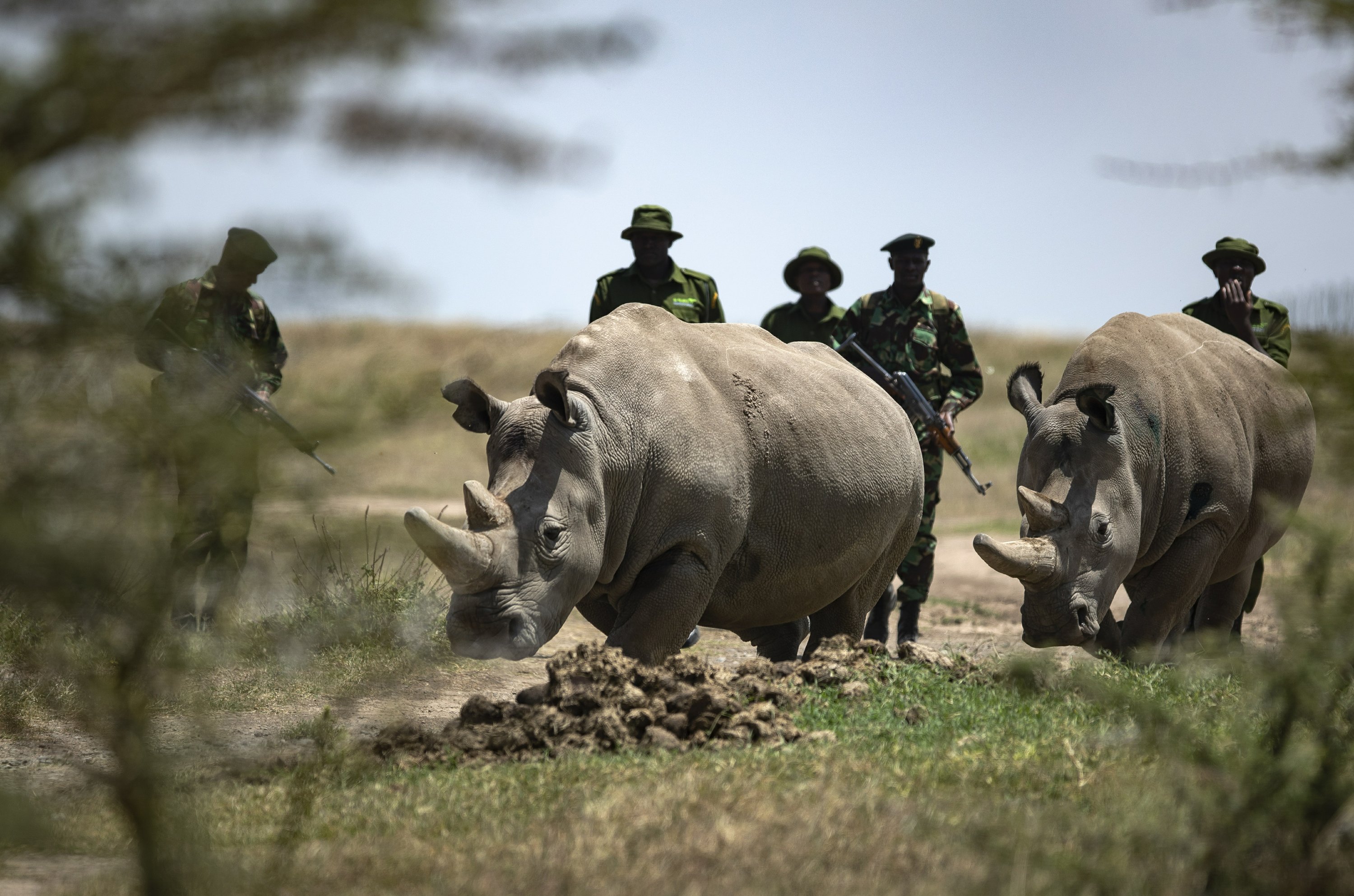 Extracted Eggs May Stop Extinction Of Northern White Rhino