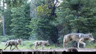 En esta imagen del 29 de junio de 2017, cortesía del Servicio Forestal de Estados Unidos, se ve a una loba gris y dos lobeznos en el Bosque Nacional Lassen, en el norte de California. (Servicio Forestal de Estados Unidos vía AP, archivo)