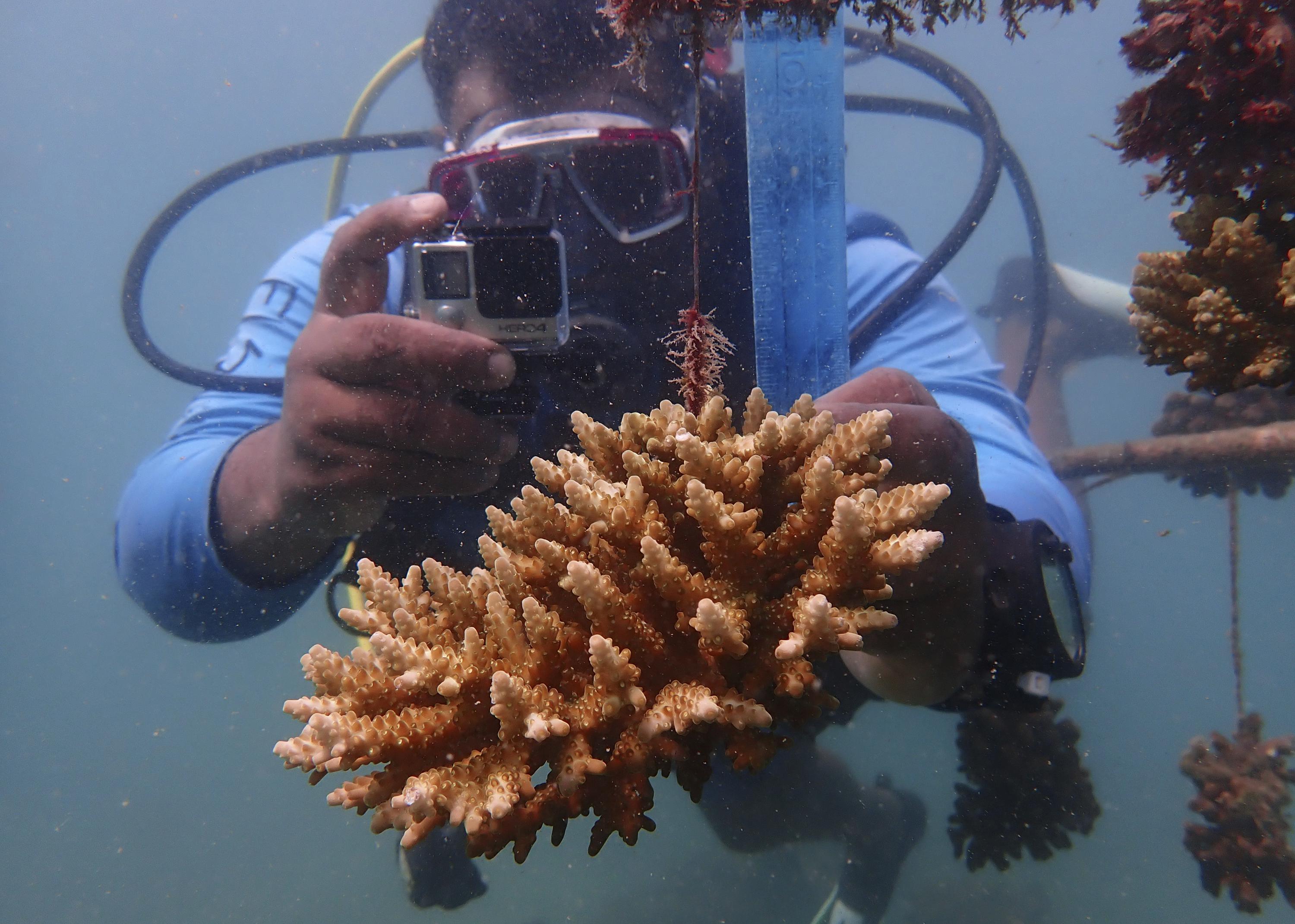 How One Company Is Restoring Coral To Combat Climate Change's Coastal Impact