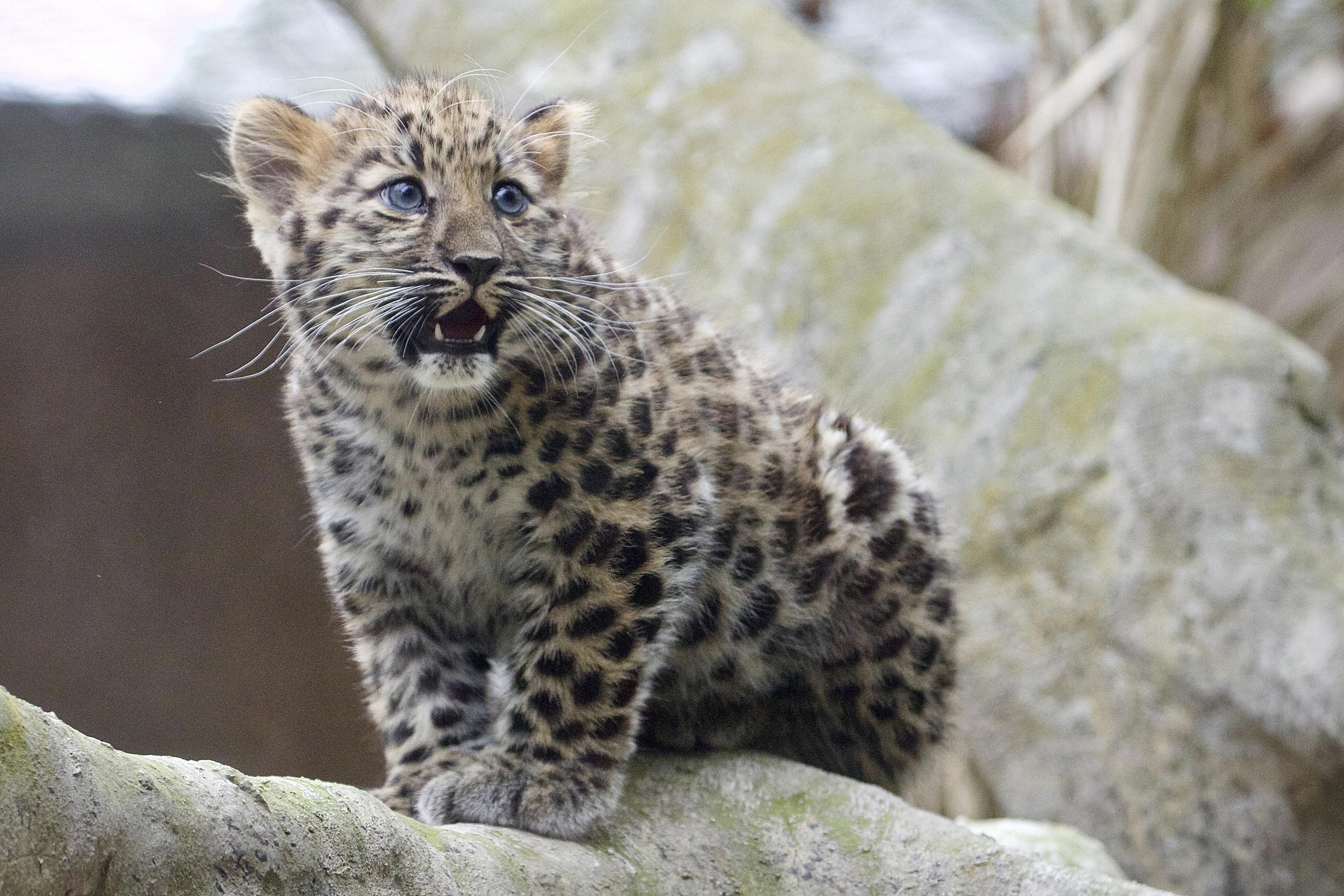Rare leopard cub at Santa Zoo | AP