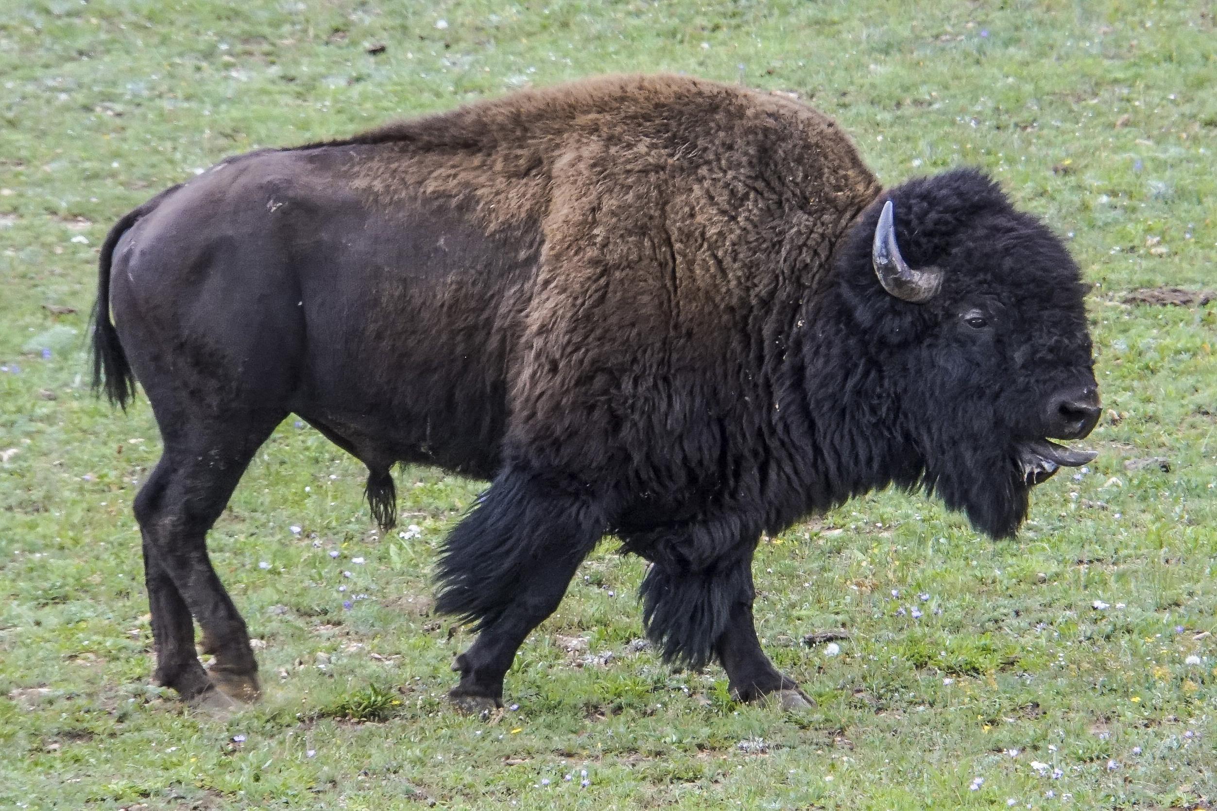 Бизон видео. Североамериканский Бизон. Массивные животные. Бизон фото животное. Bison sm81963534.