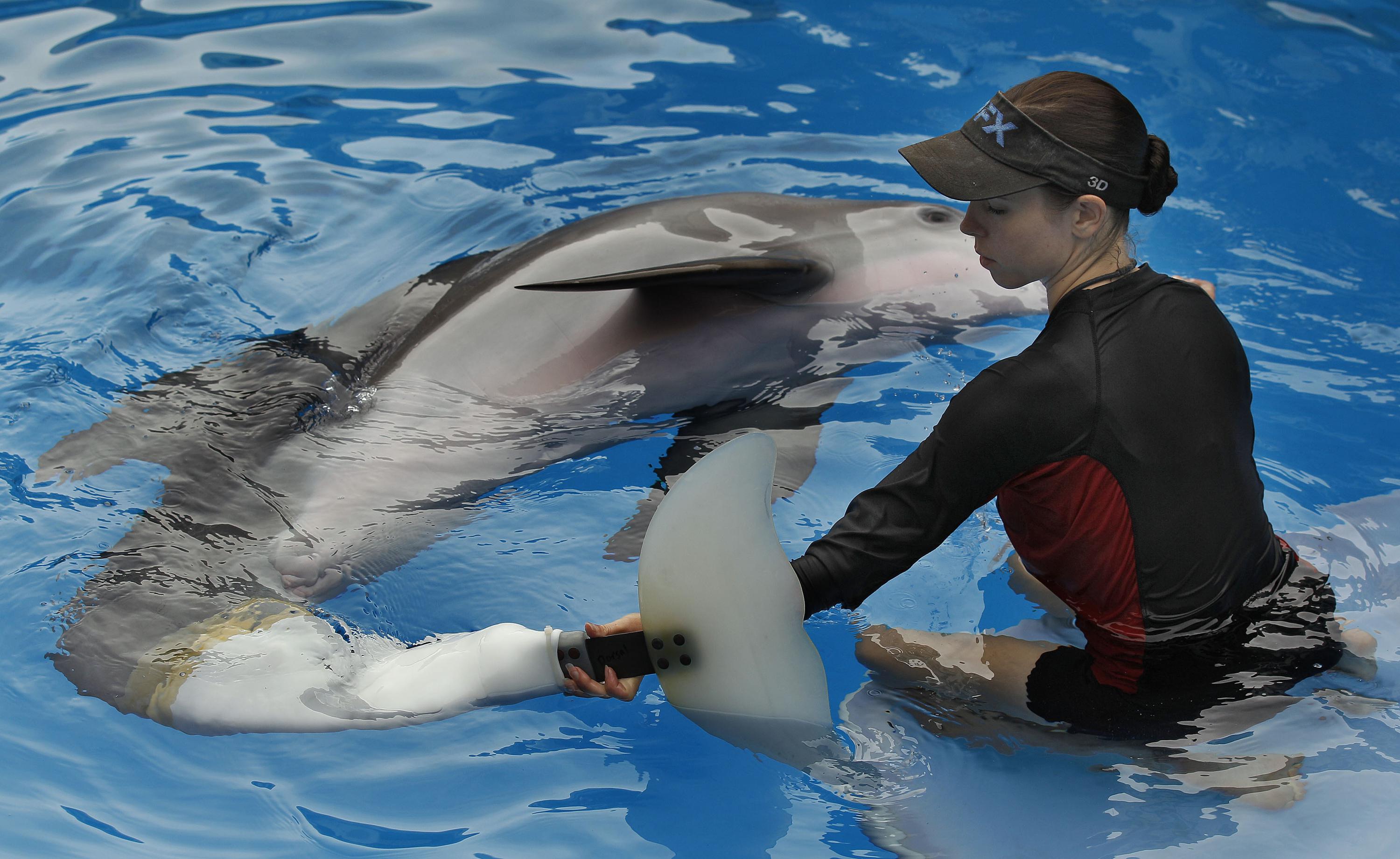 Florida aquarium creates legacy for famed Winter the Dolphin