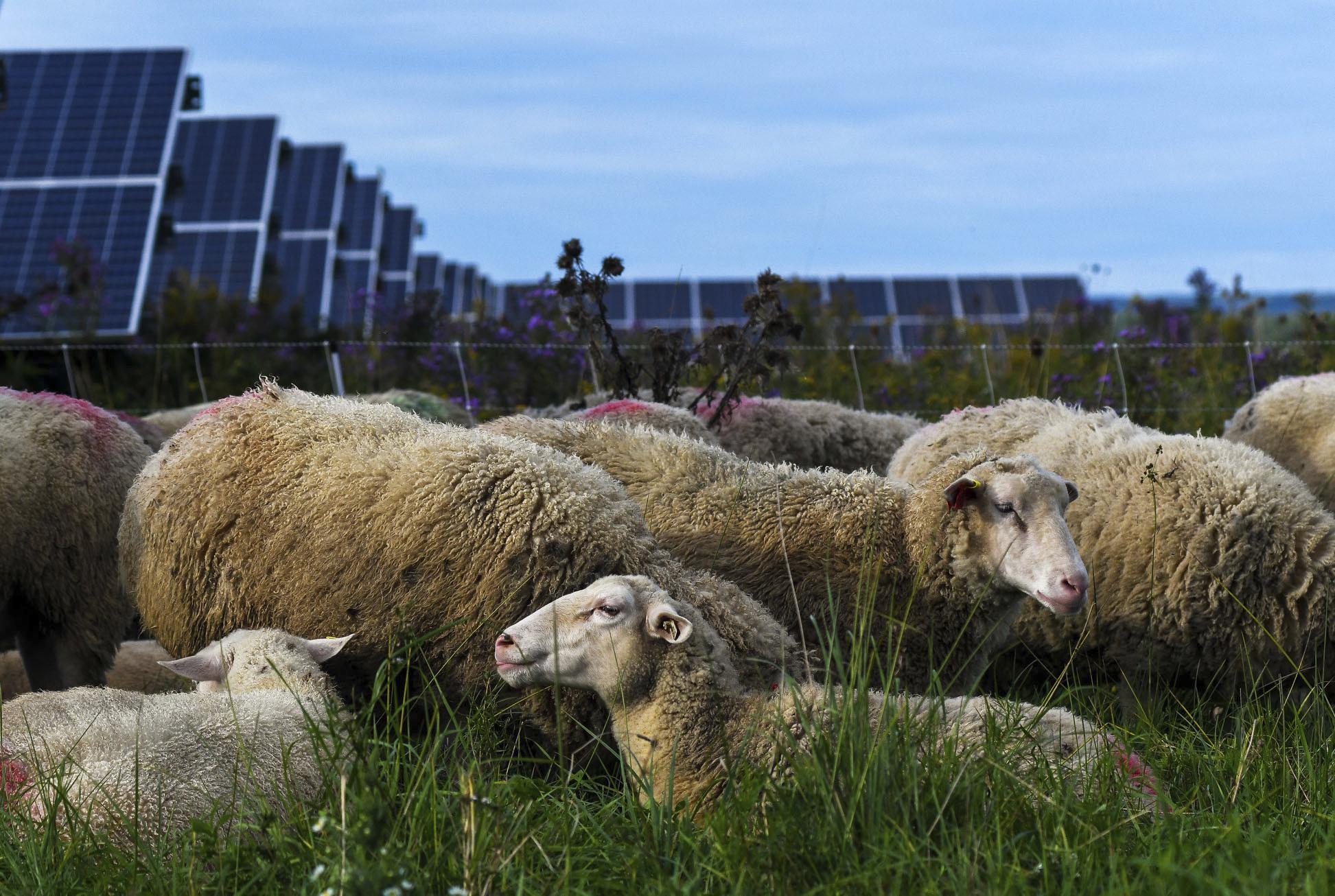 Sheep graze and rest at a solar farm at Cornell University in Ithaca, N.Y., Friday, Sept. 24, 2021. As panels spread across the landscape, the grounds around them can be used for native grasses and flowers that attract pollinators such as bees and butterflies. Some solar farms are being used to graze sheep. (AP Photo/Heather Ainsworth)
