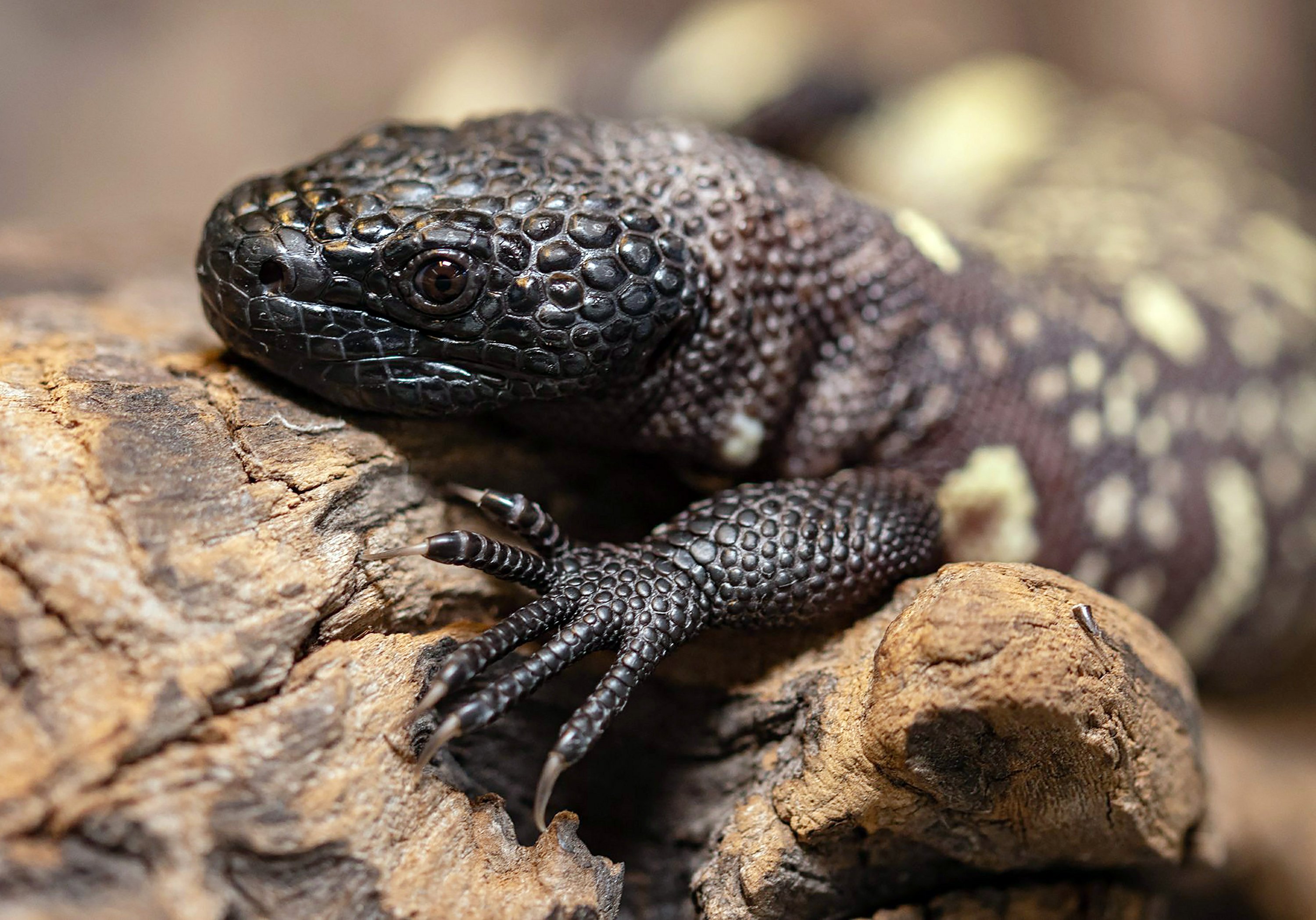 Endangered venomous Mexican lizards hatch at zoo in Poland | AP News