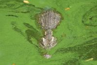 A Siamese crocodile is seen at Siracha Moda Farm in Chonburi province, eastern Thailand on Nov. 7, 2022. Crocodile farmers in Thailand are suggesting a novel approach to saving the country’s dwindling number of endangered wild crocodiles. They want to relax regulations on cross-border trade of the reptiles and their parts to boost demand for products made from ones raised in captivity. (AP Photo/Sakchai Lalit)