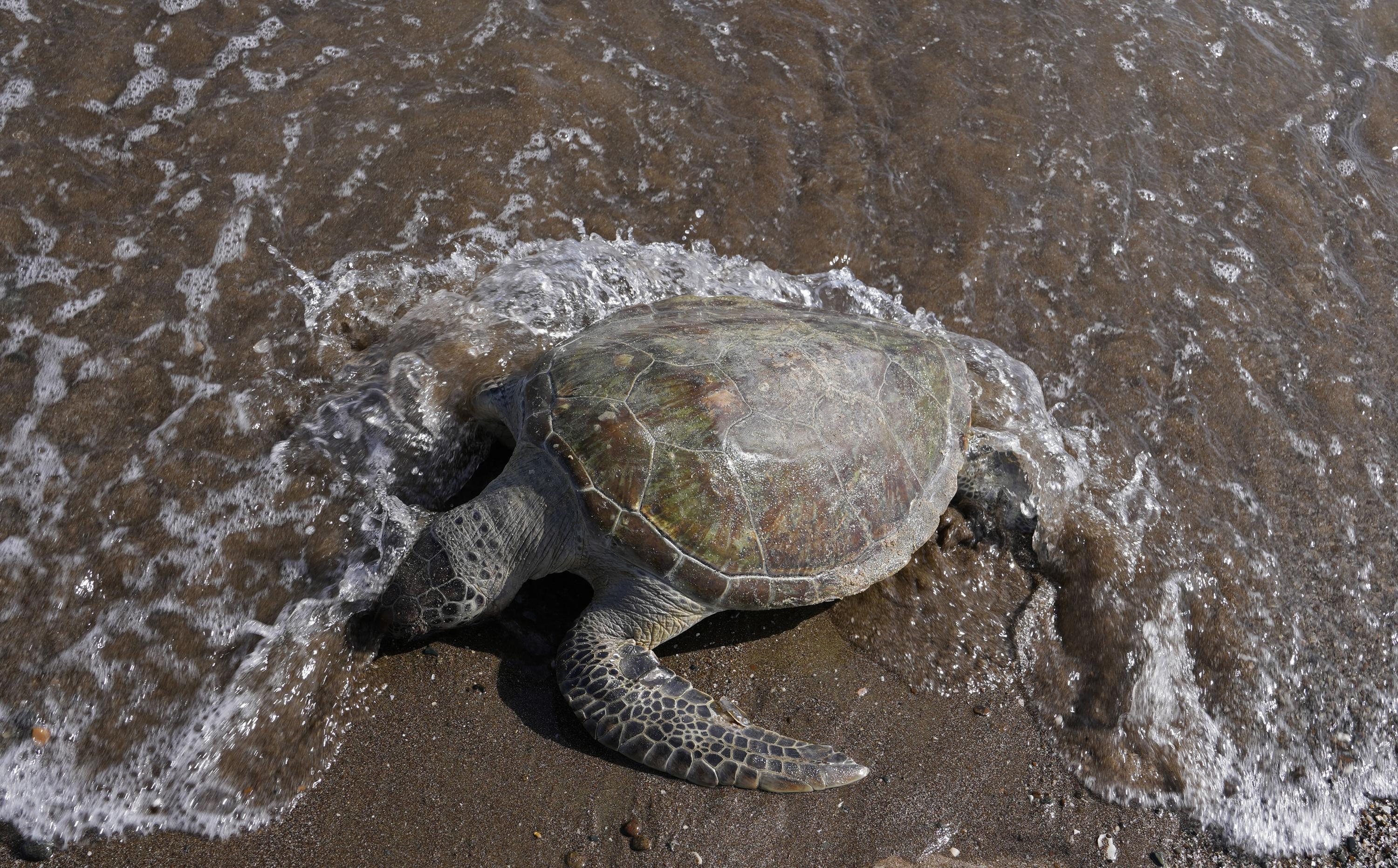 How turtles changed our perception of plastic pollution