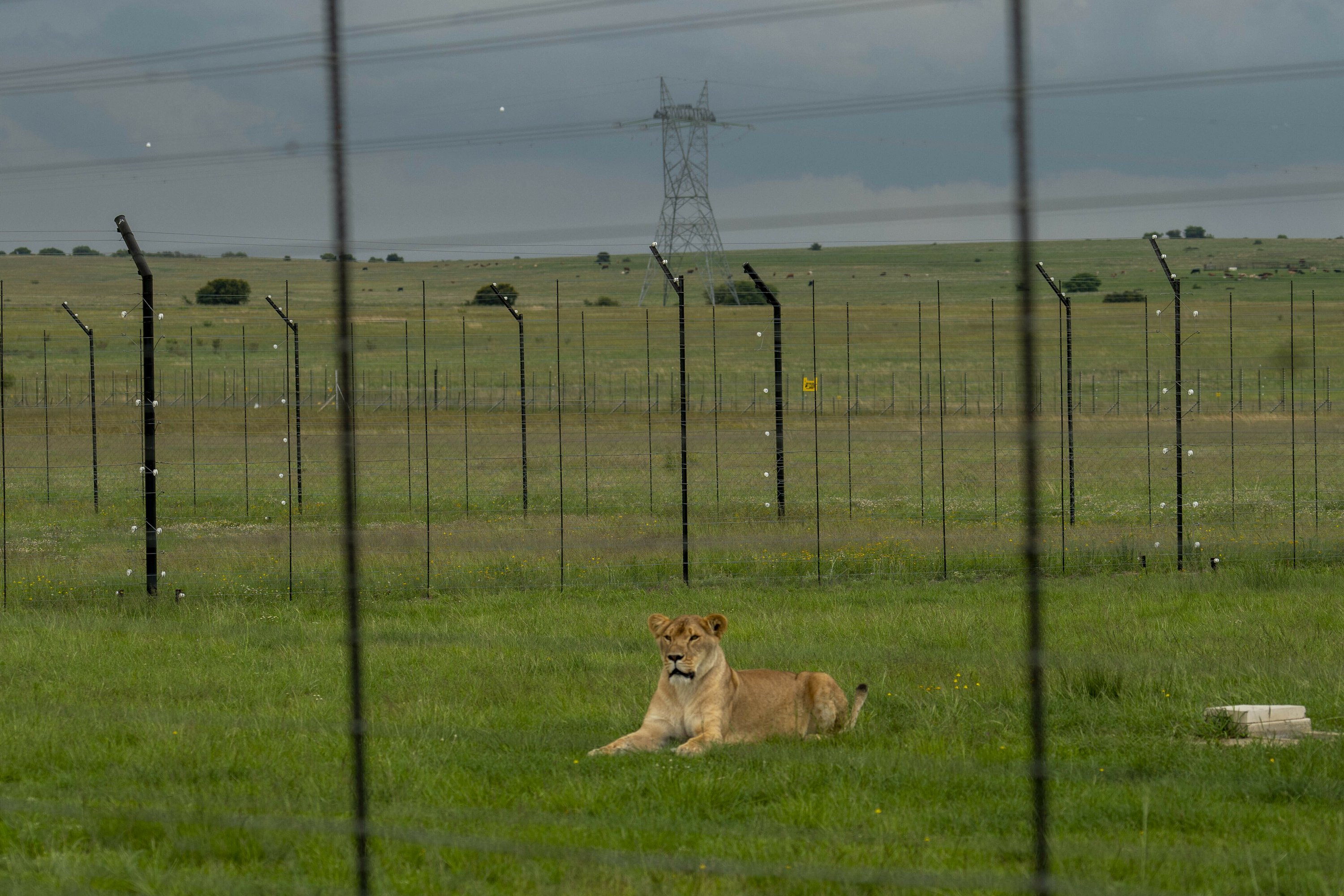 Abused circus animals arrive at South African sanctuary | AP News Abused circus animals arrive at South African sanctuary | AP News