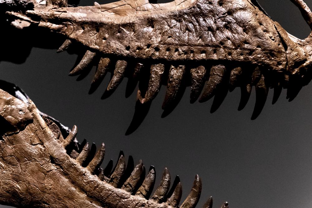 Esqueleto de un dinosaurio Gorgosaurus, el primero que se ofrece en una subasta por la casa Sotheby's, el martes 5 de julio de 2022 en Nueva York.  (Foto AP/Julia Nikhinson)