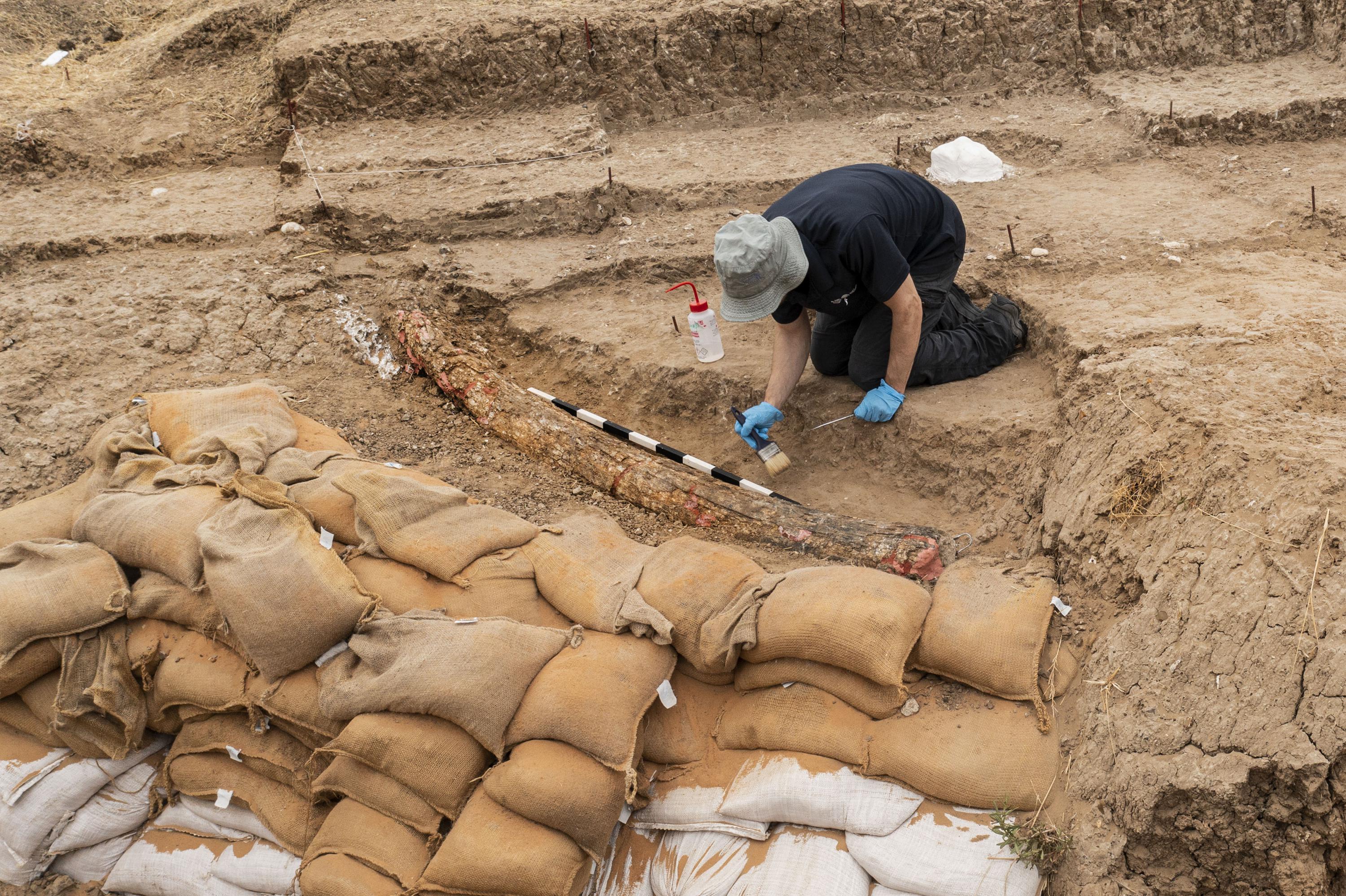 Israeli archaeologists dig up large tusk of ancient elephant | AP News