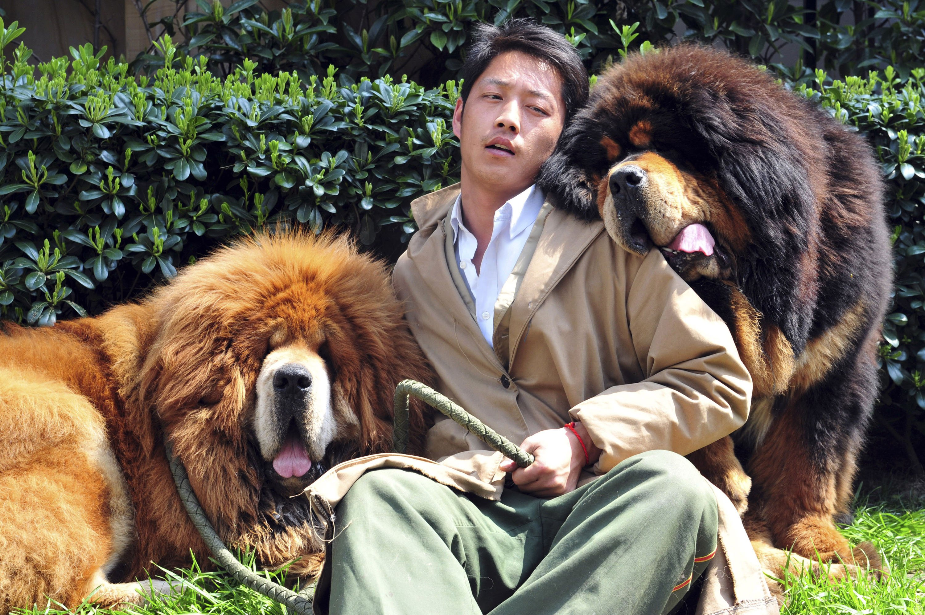 Do Tibetan Mastiffs Bite