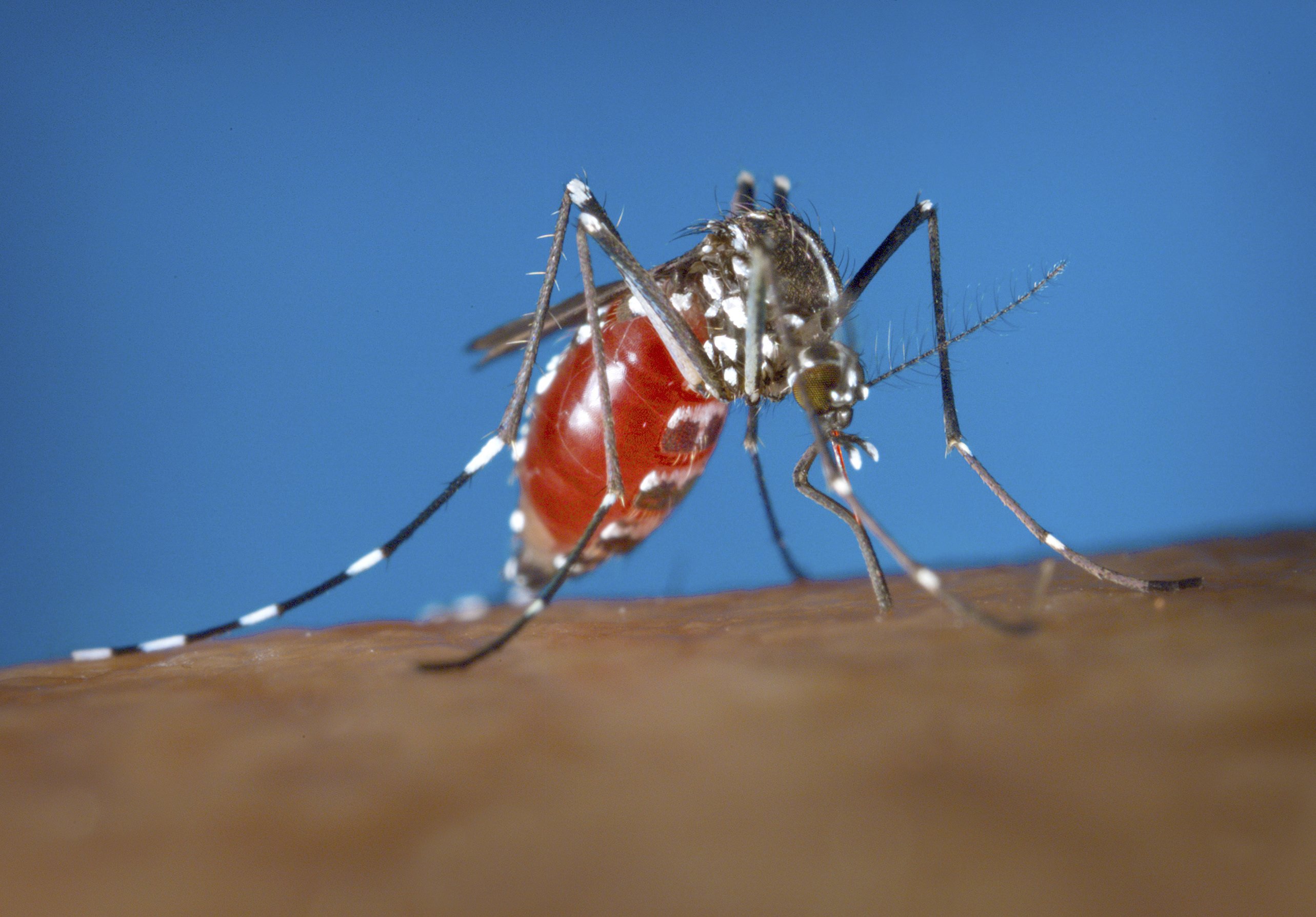Scientists find new way to kill diseasecarrying mosquitoes AP News